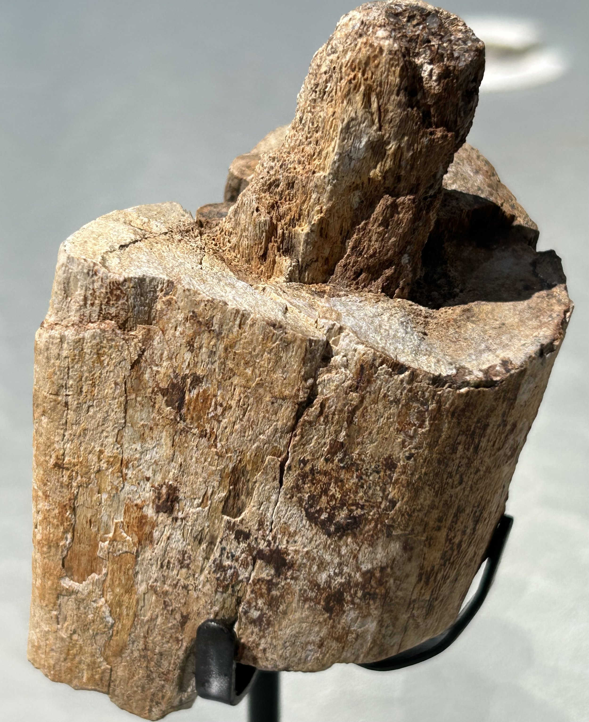 Triceratops Rib Bone Piece - Stand Included