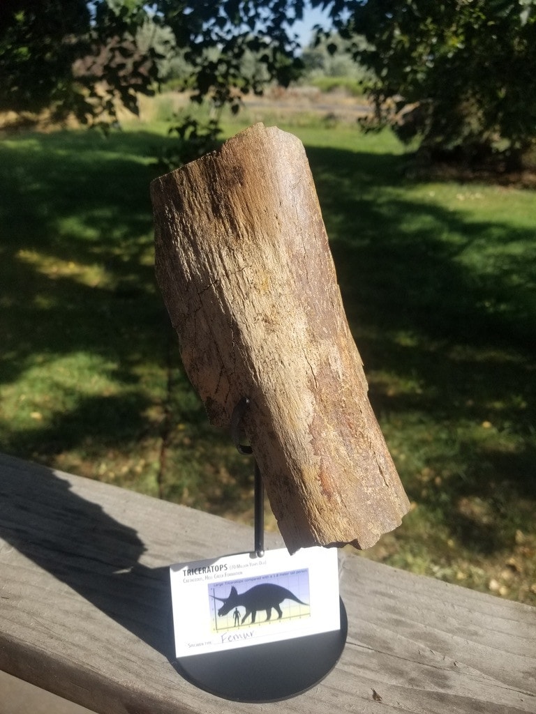 Nice Triceratops Femur Section Fossil Specimen Defined Cretaceous Hell Creek MT