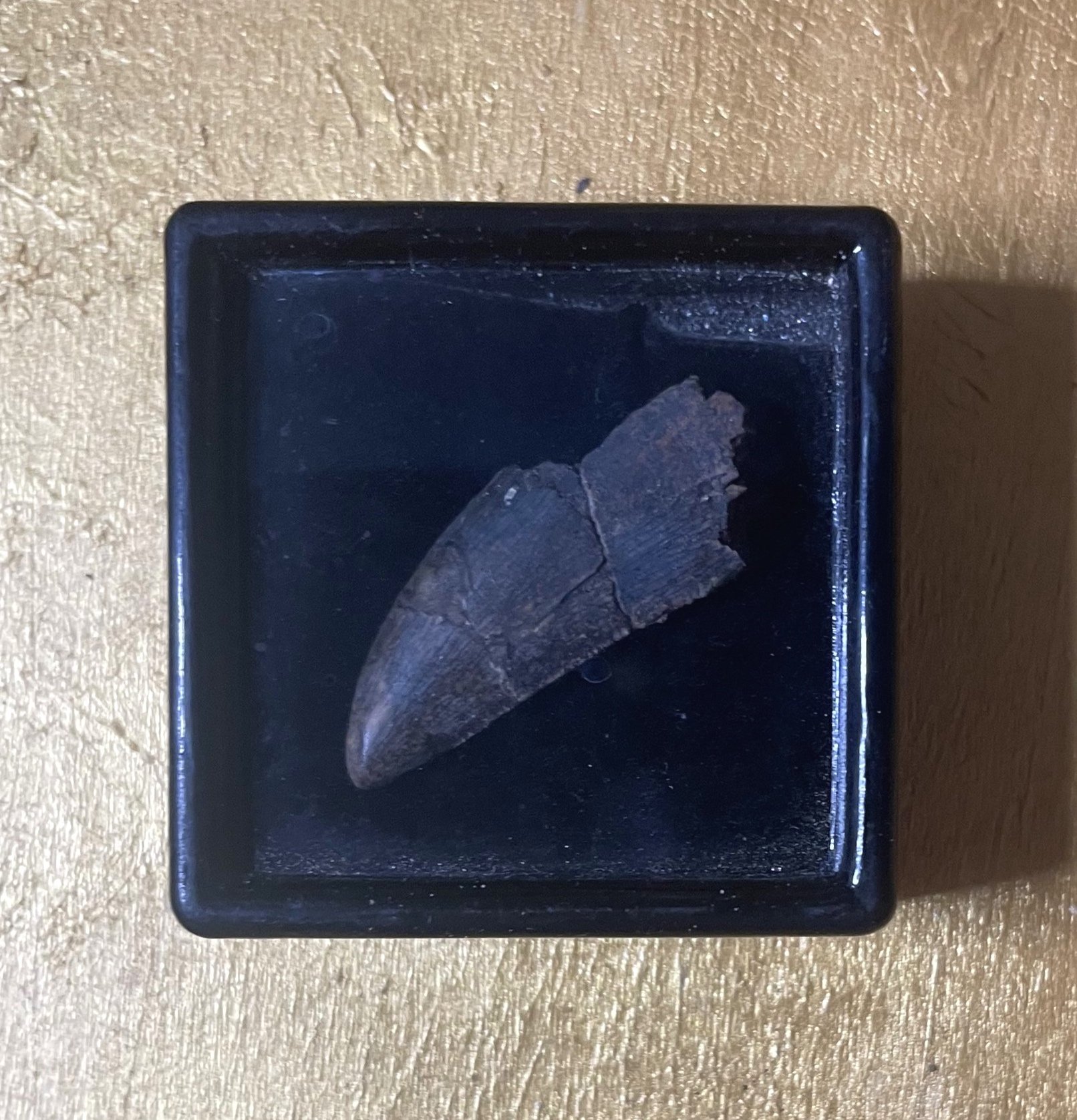 Nice 1.25" Tyrannosaurus Rex T-Rex Tooth Fossil Specimen Hell Creek, MT