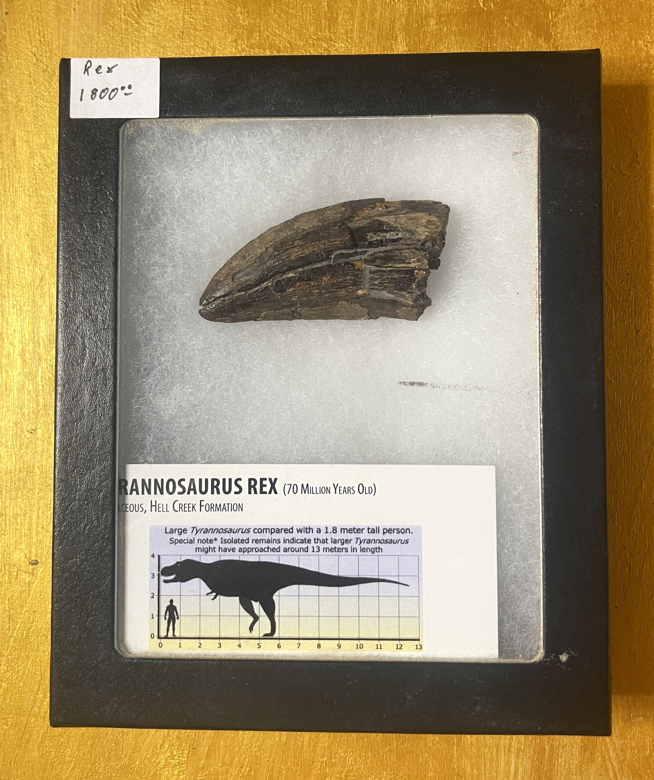 Nice 2" Tyrannosaurus Rex T-Rex Tooth Fossil Specimen Hell Creek, MT