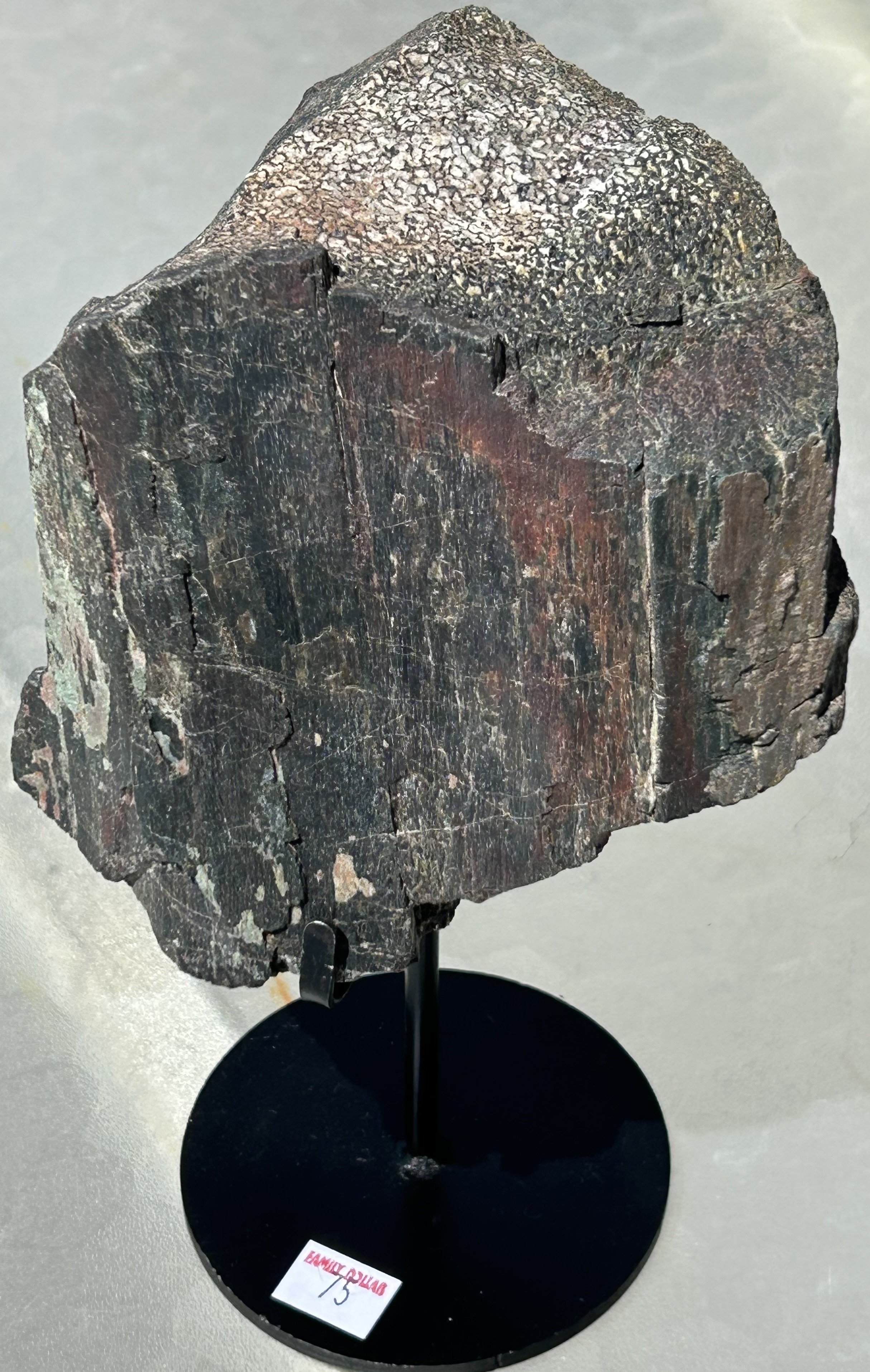 Camarasaurus Limb Bone - Stand Included