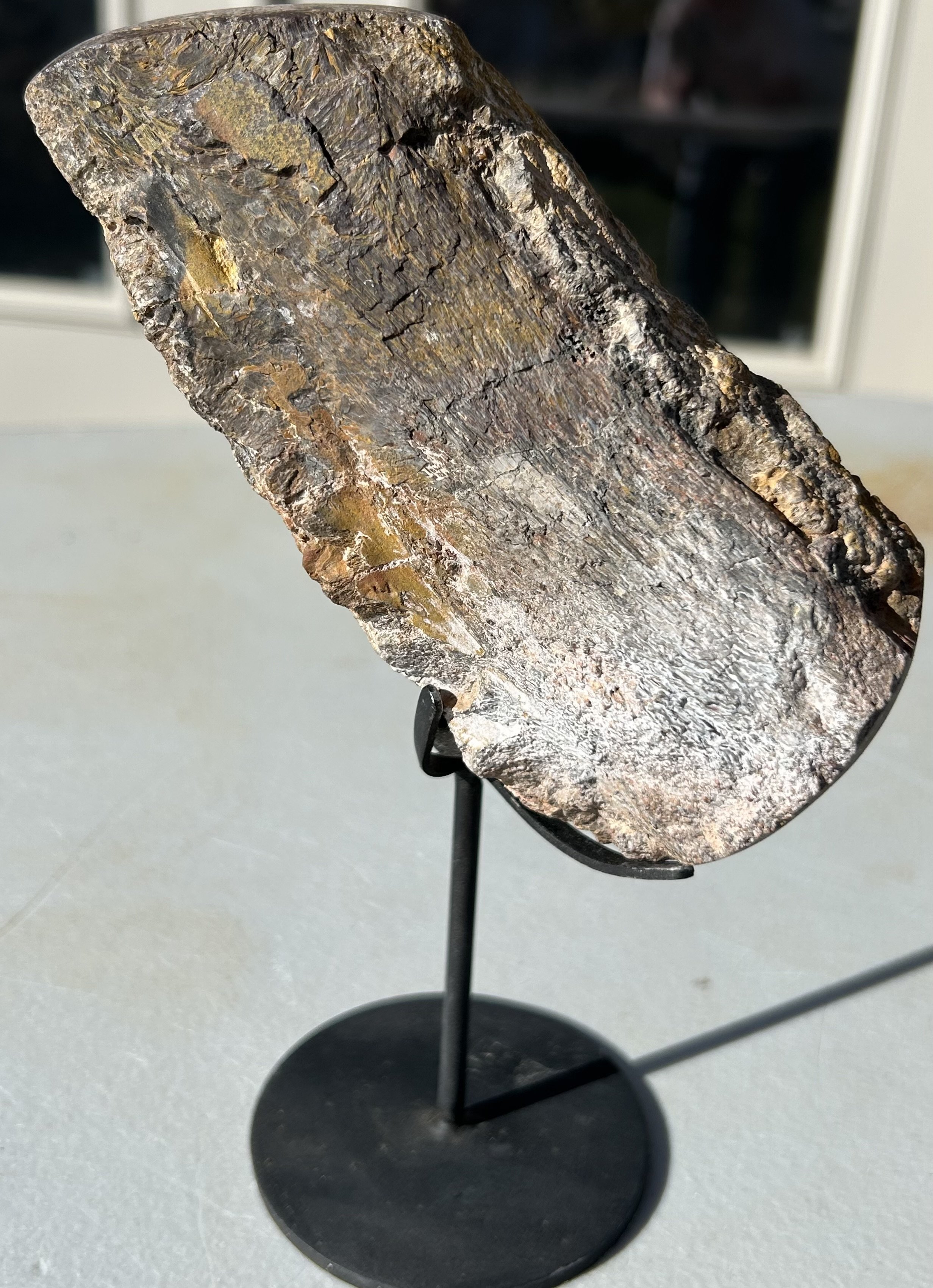 Nice Camarasaurus Spine Top Section Fossil Specimen Morrison Jurassic, CO