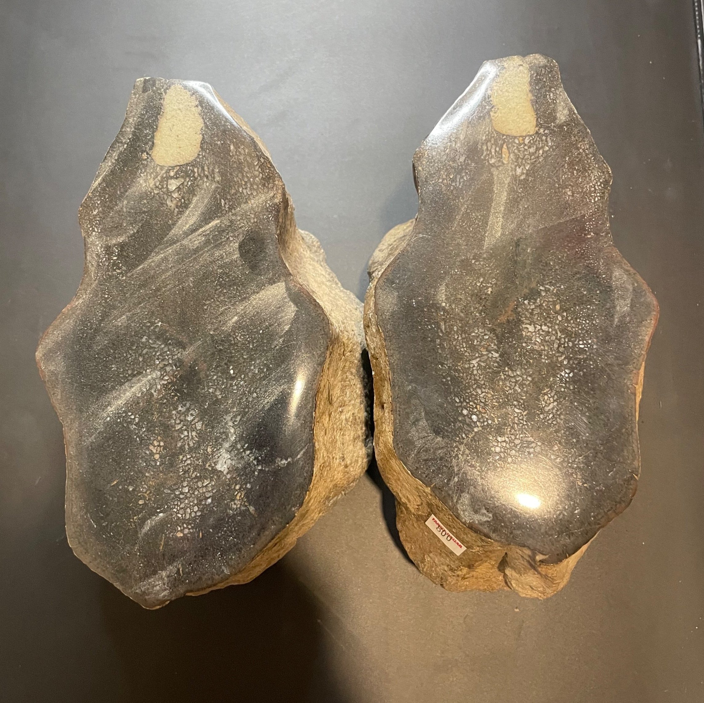 Awesome Rare 14Lb Apatosaurus Split and Polished Vertebrae Gem Bone Pair - Agatized Dinosaur Bone
