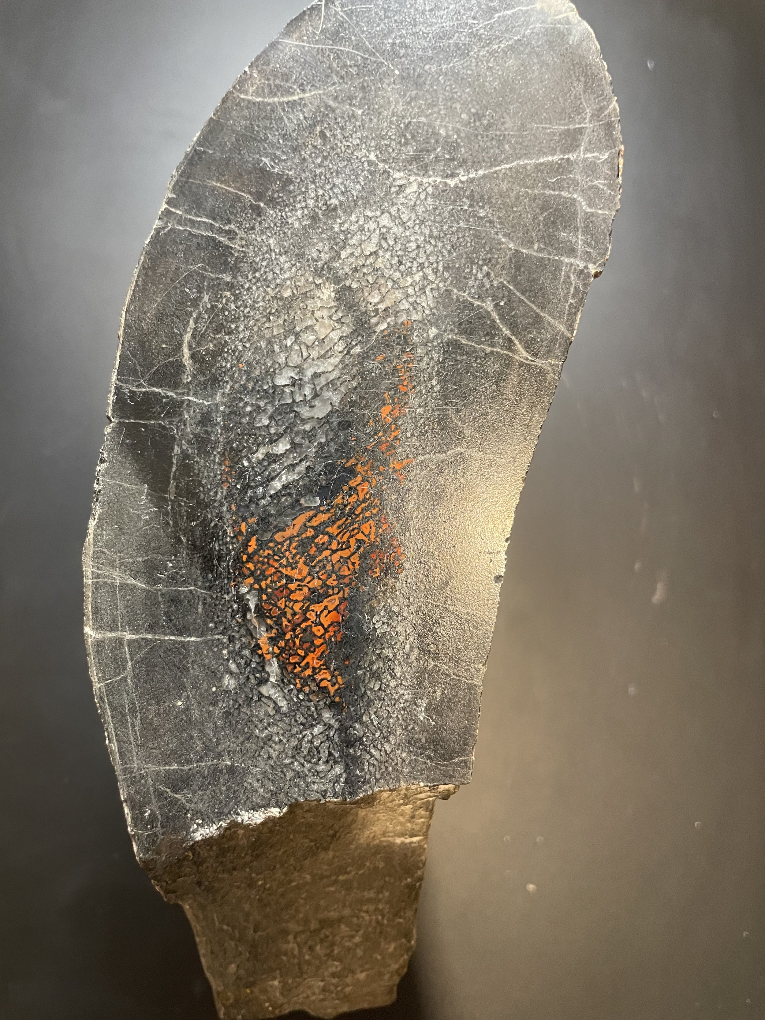 Beautiful Large 12Lb Double End Polished Camarasaurus Gem Bone Specimen - Agatized Dinosaur Bone