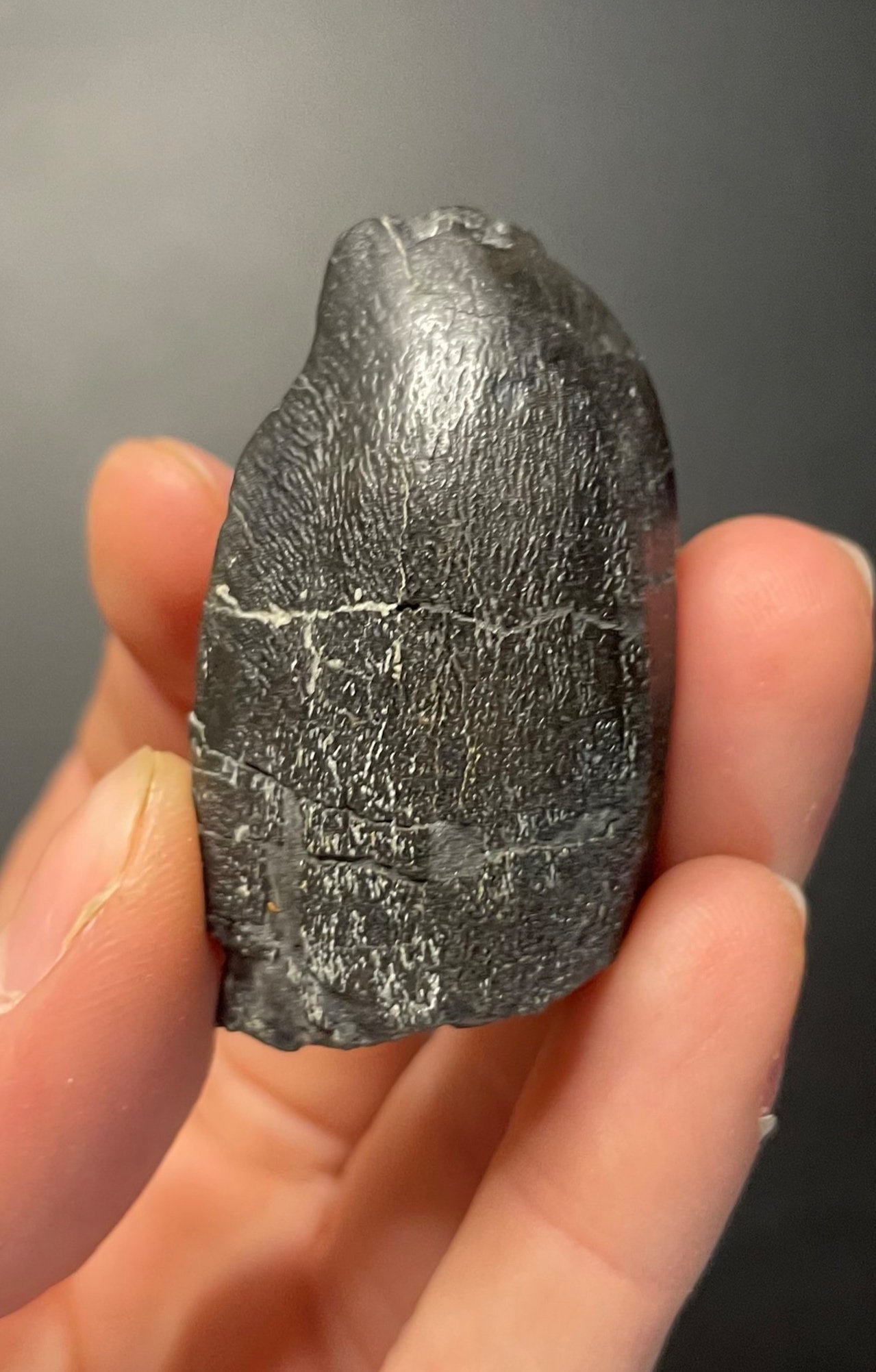 Nice Large Camarasaurus Tooth Fossil 1.75" Specimen Morrison Jurassic, CO