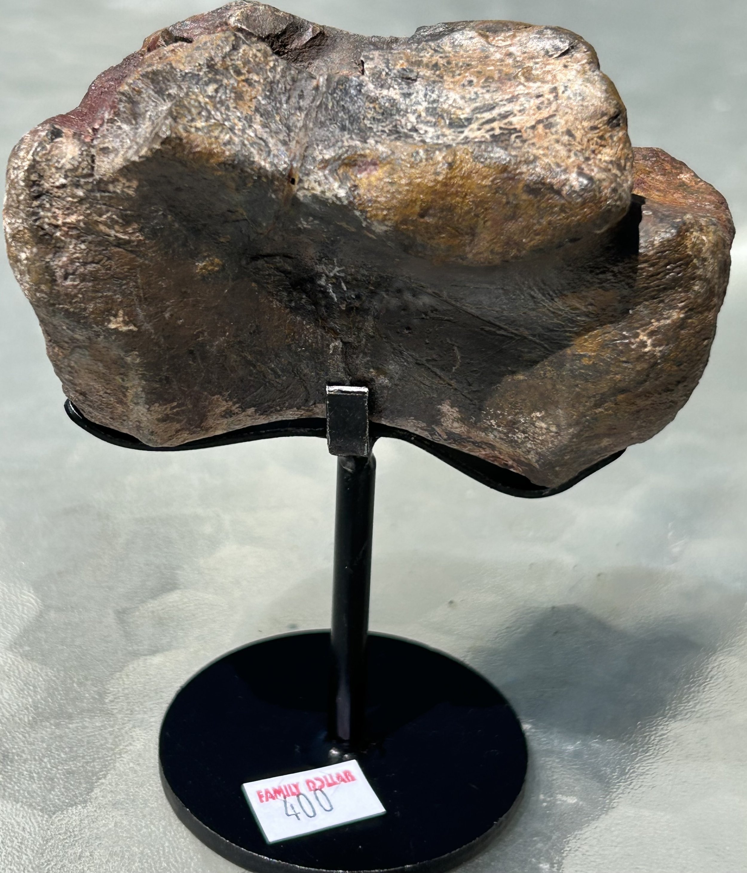 Allosaurus Caudal Vertebrae - Stand Included