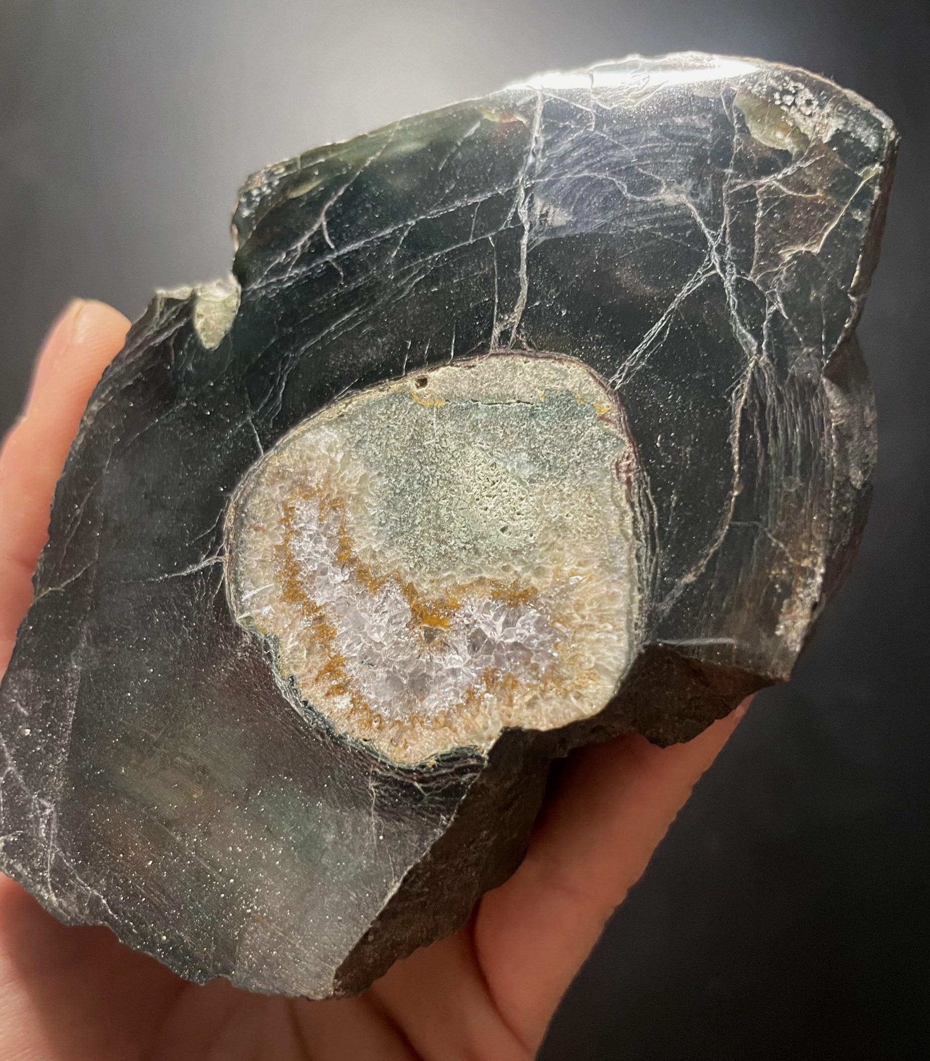 Very Nice Polished Allosaurus Tibia w/ Amethyst Core Agatized Dinosaur Gem Bone Specimen