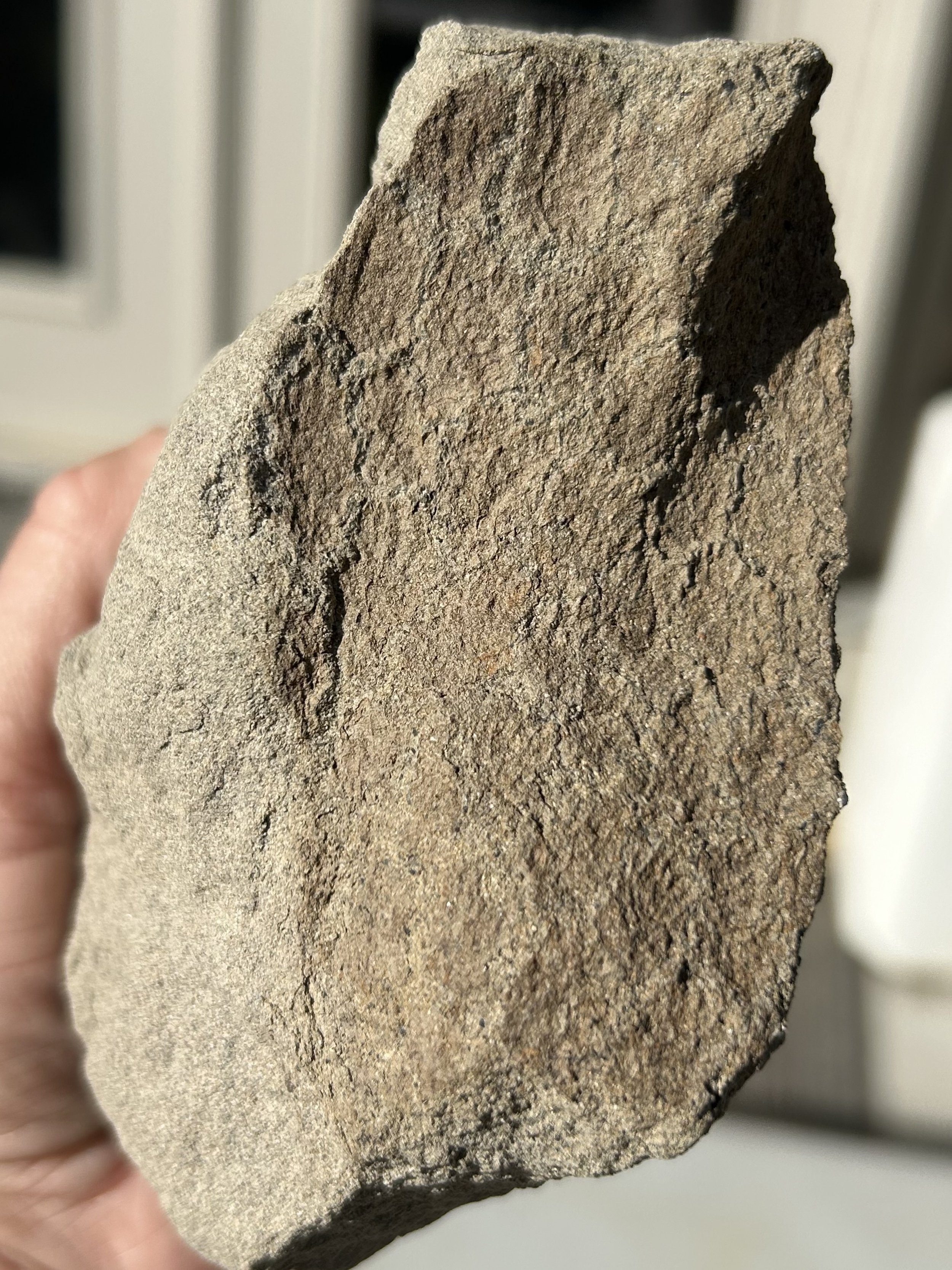 Incredible Rare Edmontosaurus Skin Impression in Host Matrix Hell Creek, Montana