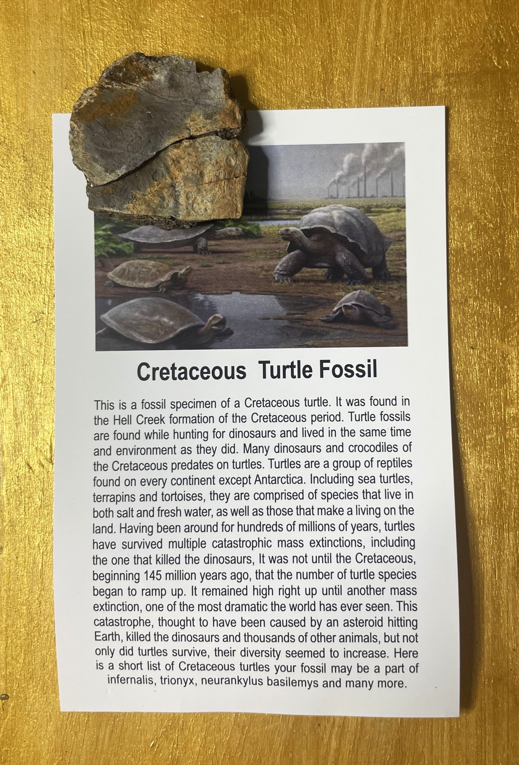 Wholesale -Box of 100* Regular Cretaceous Turtle Fossil Specimen w/Educational Card (Bagged)