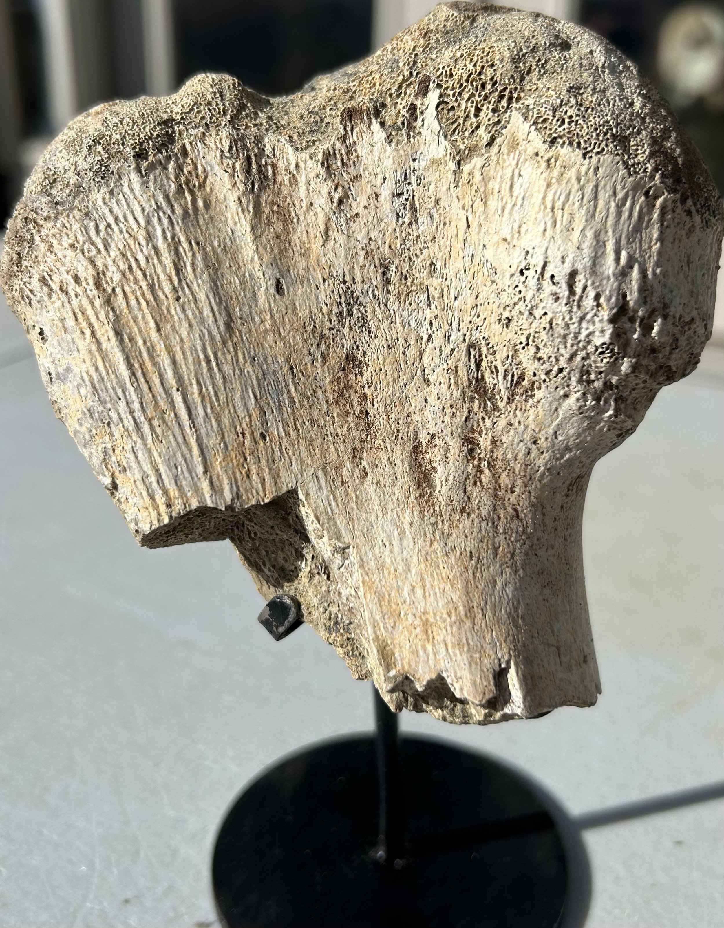Hadrosaur Metatarsal