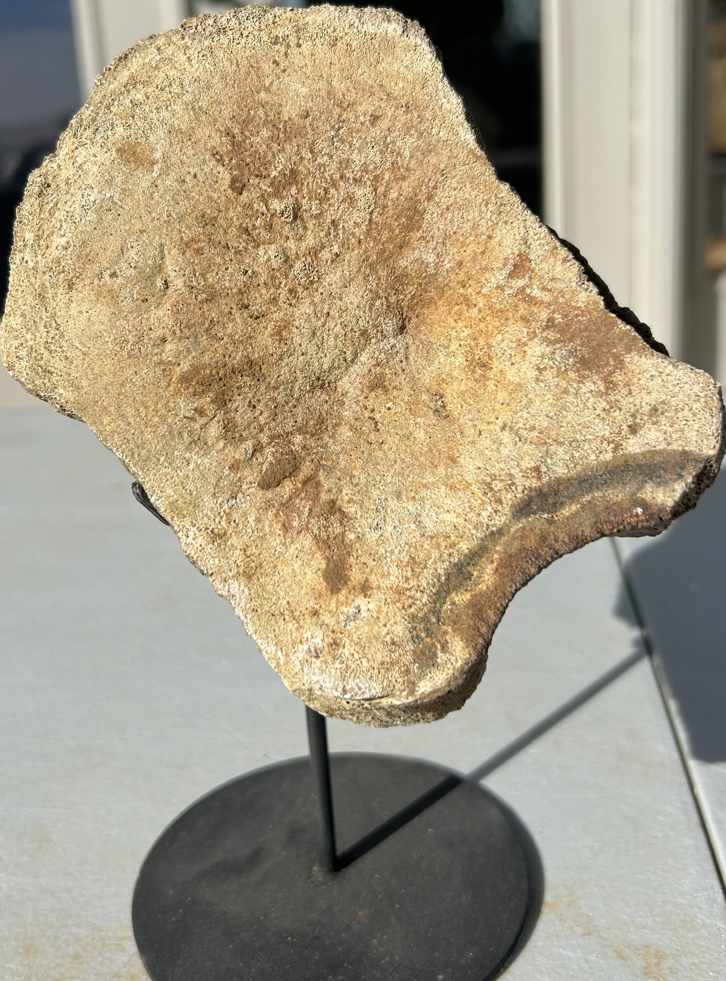 Nice Hadrosaurus Vertebrae Section Fossil Specimen Cretaceous Hell Crk MT Recent Dig