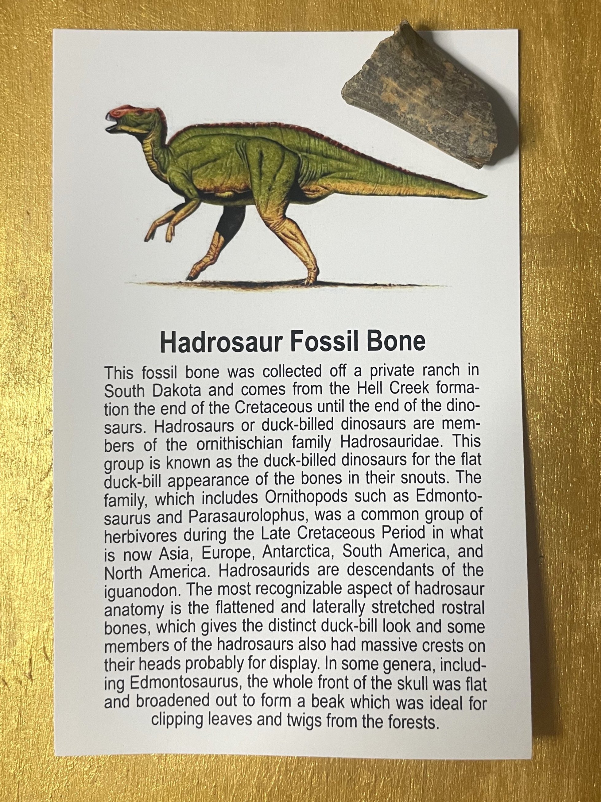 Wholesale -Box of 100* Regular Hadrosaur Fossil Specimen w/Educational card (Bagged)