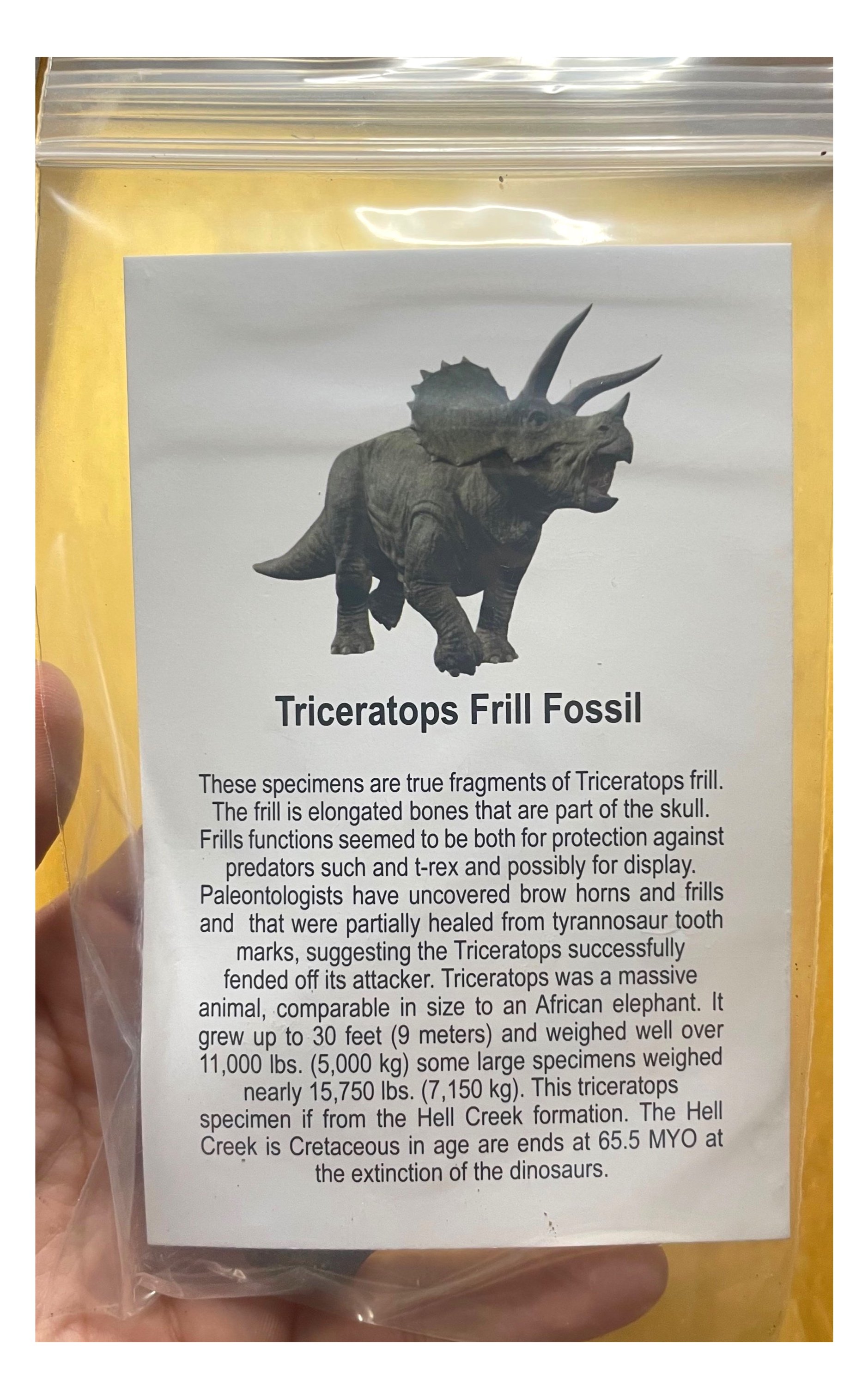 Large Triceratops Frill Fossil Specimen w/Educational card (Bagged)