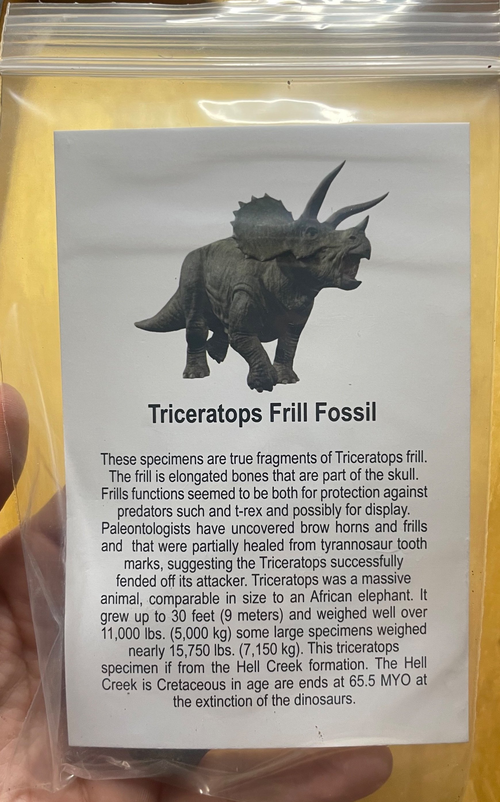 Wholesale -Box of 100* Regular Triceratops Frill Fossil Specimen w/Educational card (Bagged)