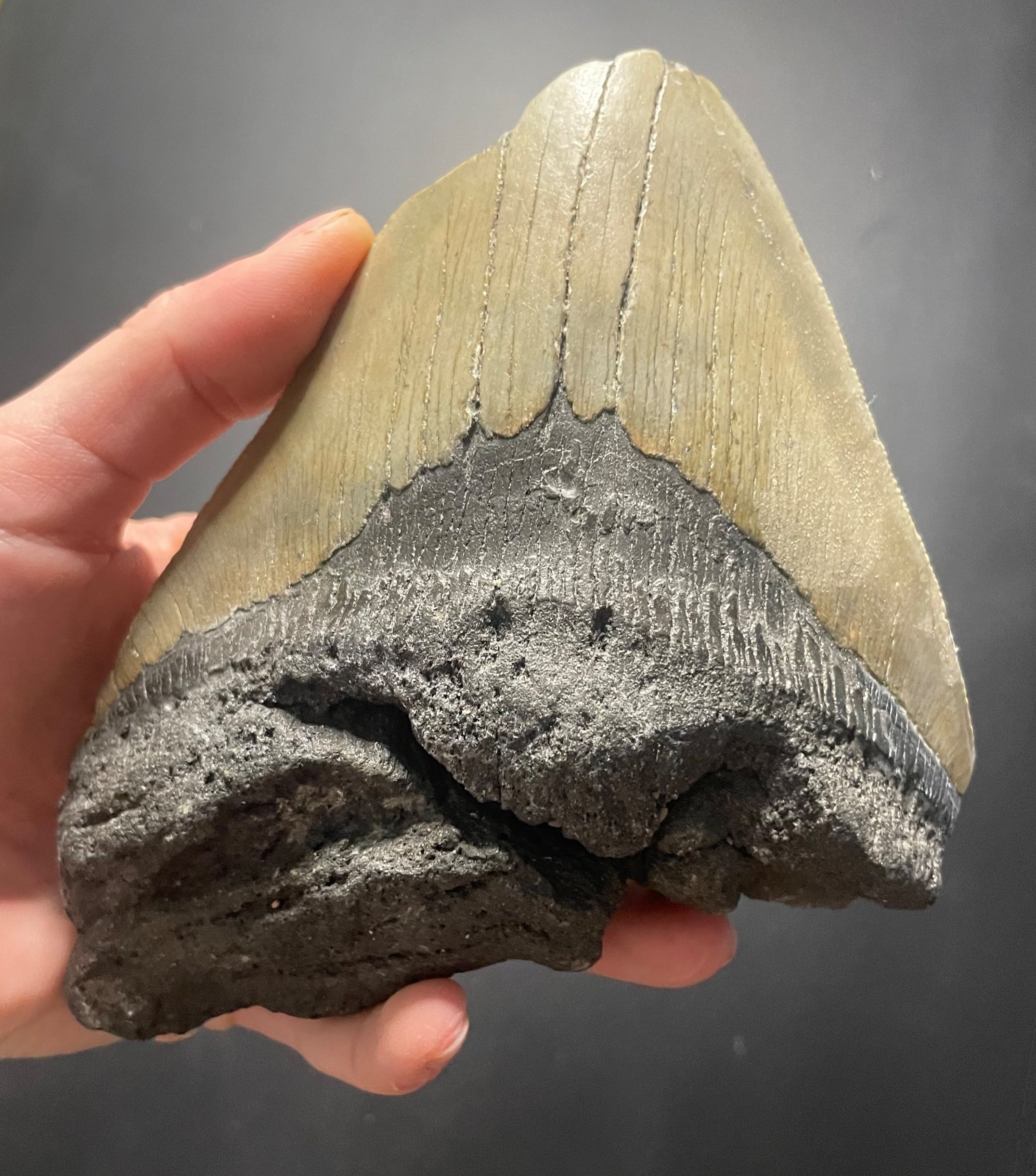 Beautiful Large 6" Megalodon Tooth Fossil Natural East Coast U.S.