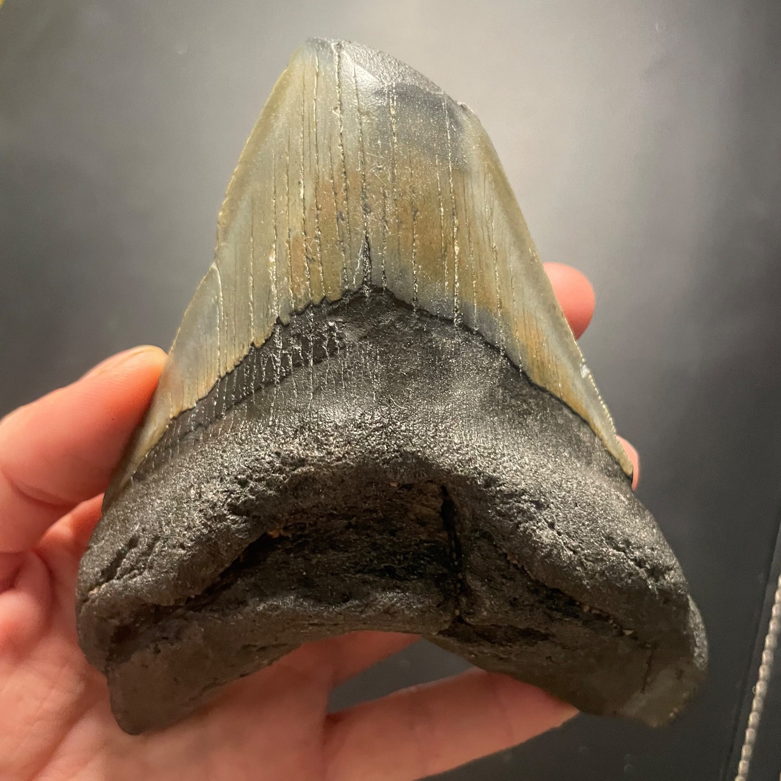 Beautiful Large 5" Megalodon Tooth Fossil Natural East Coast U.S.