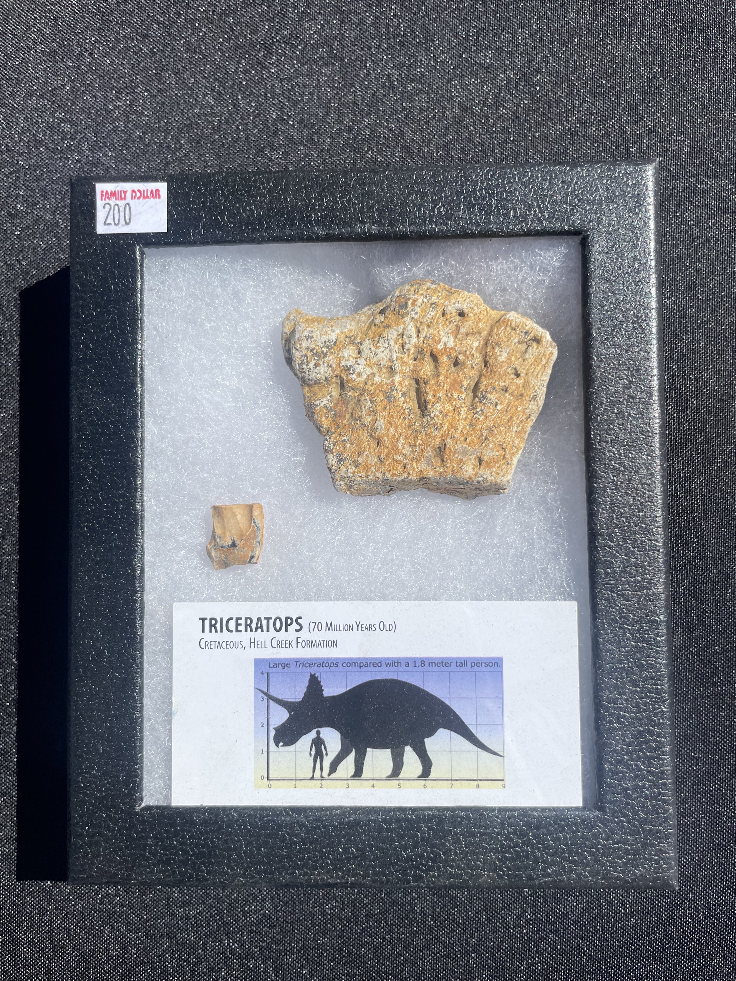 Nice Defined Triceratops Frill & Tooth Specimen in Ryker Hell Creek MT