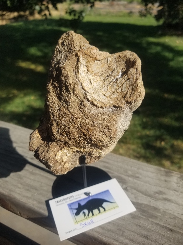 Nice Triceratops Skull/Frill Section Fossil Specimen Defined Cretaceous Hell Creek MT