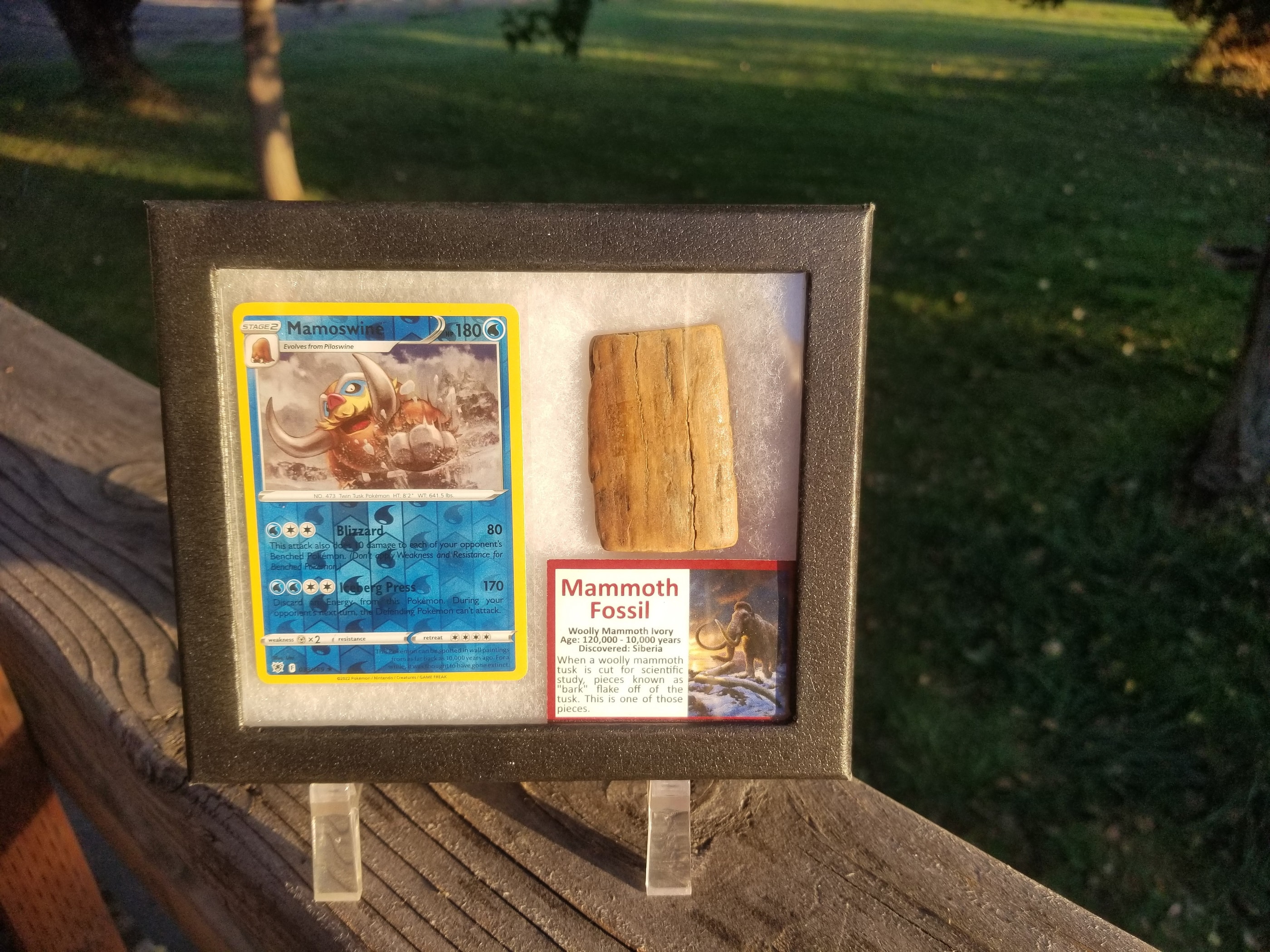 Pokemon Card Display w/Fossil Correlated to Card