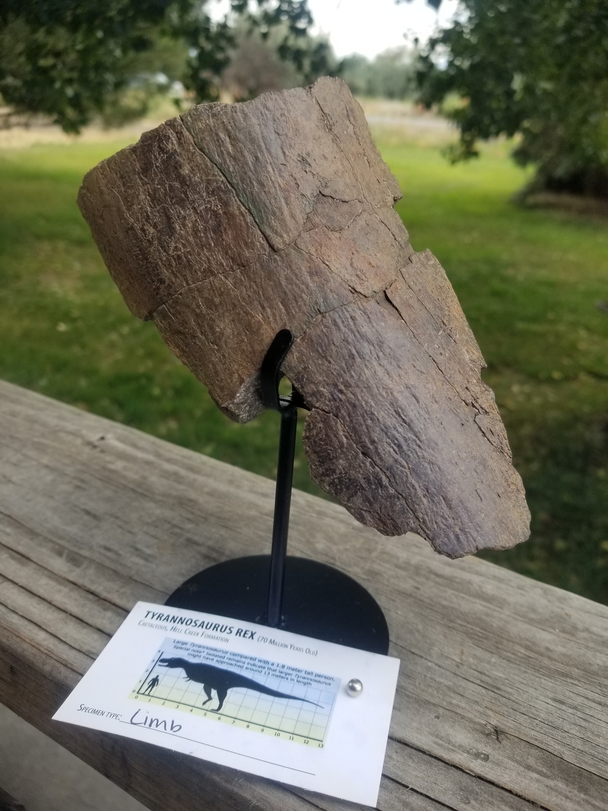 Dromaeosaurus Raptor Skull Section Fossil Specimen Cretaceous Hell Creek MT