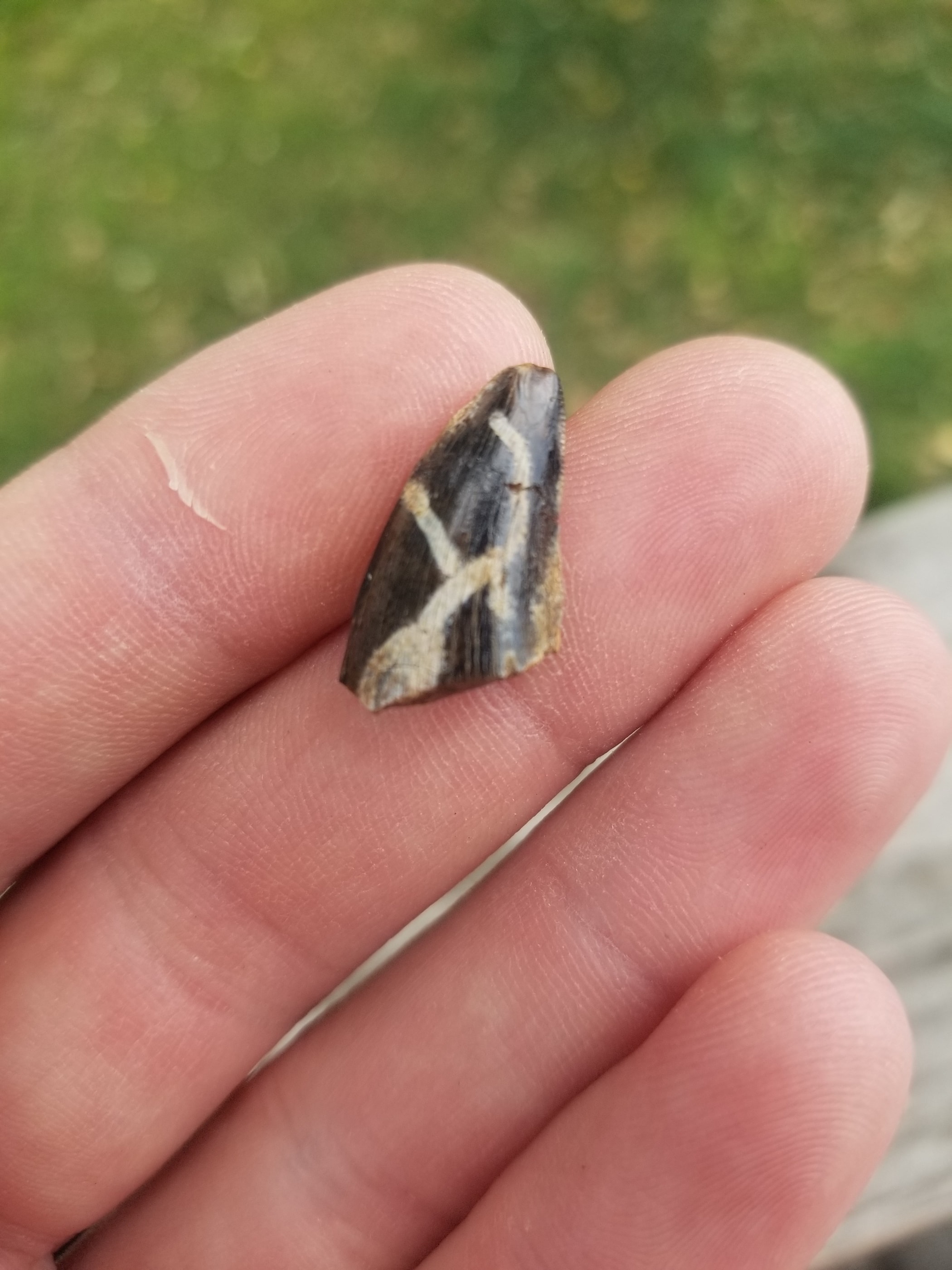 Nice 1.25" Nanotyrannus Tooth Fossil Specimen Hell Creek, MT