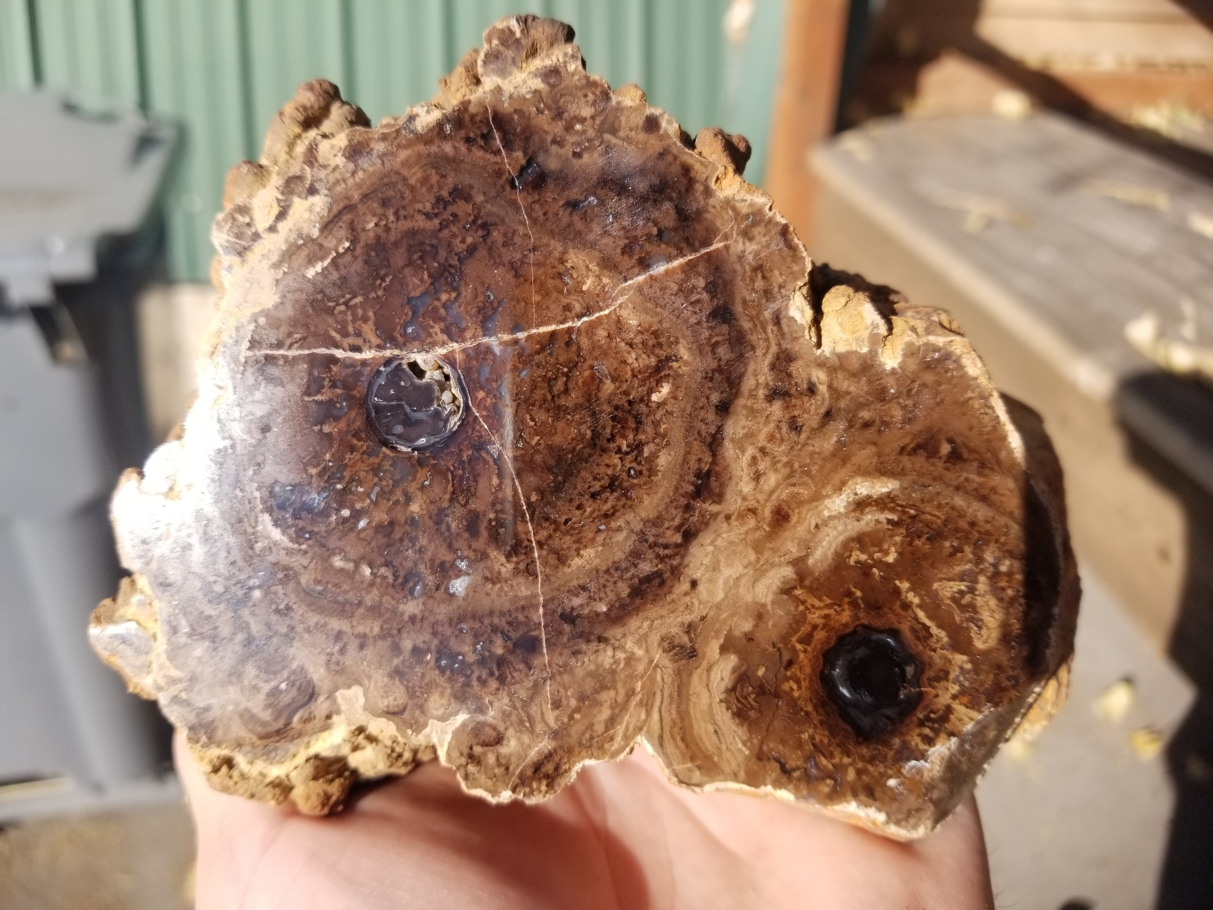 NEW Specimen - Polished Carbon County UT Petrified Wood & Angiosperm in Stromatolite 3.8Lb