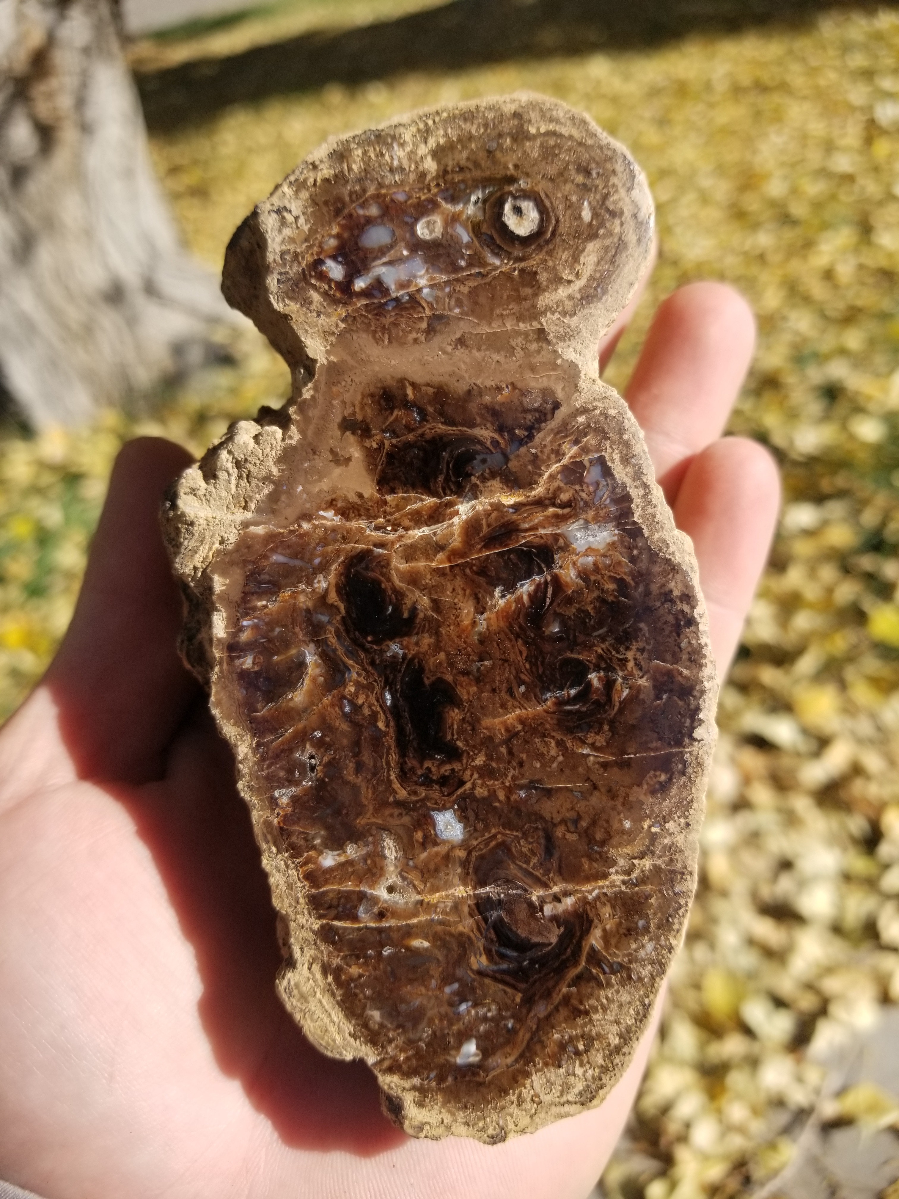 NEW Specimen - Polished Carbon County UT Petrified Wood & Angiosperm in Stromatolite