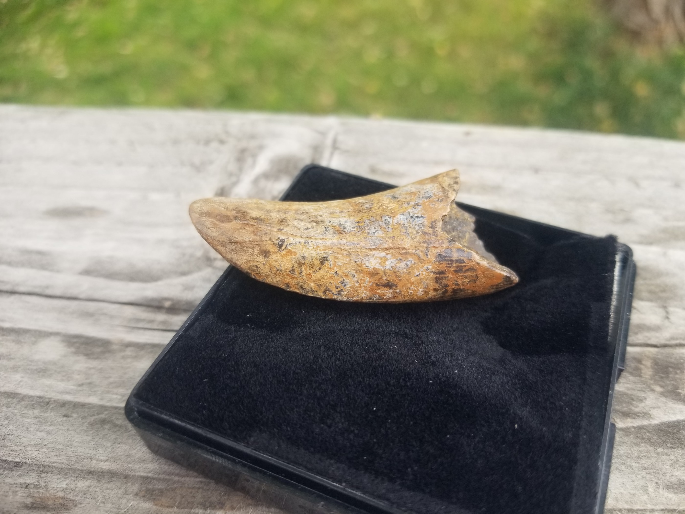 Nice 2" Nanotyrannus Tooth Fossil Specimen Hell Creek, MT