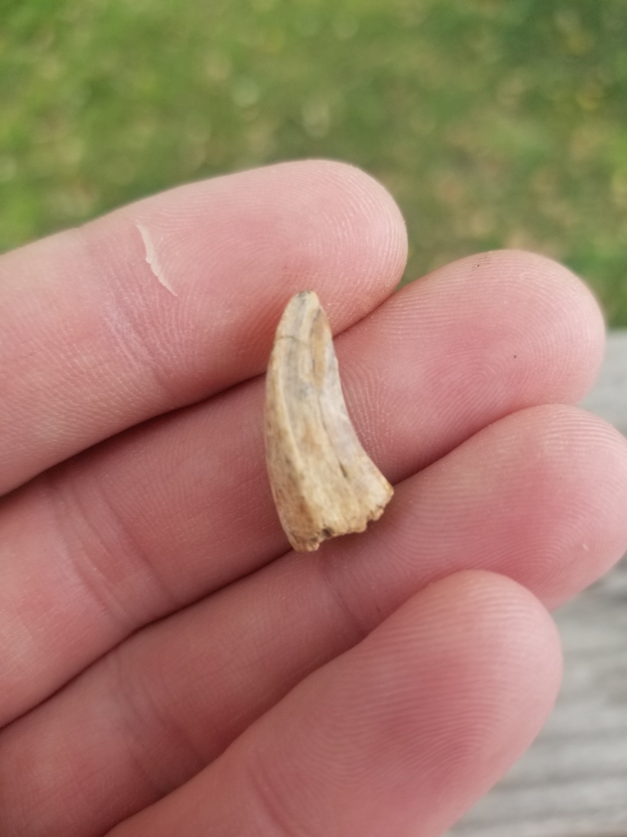 Nice 2" Tyrannosaurus Rex T-Rex Tooth Fossil Specimen Hell Creek, MT
