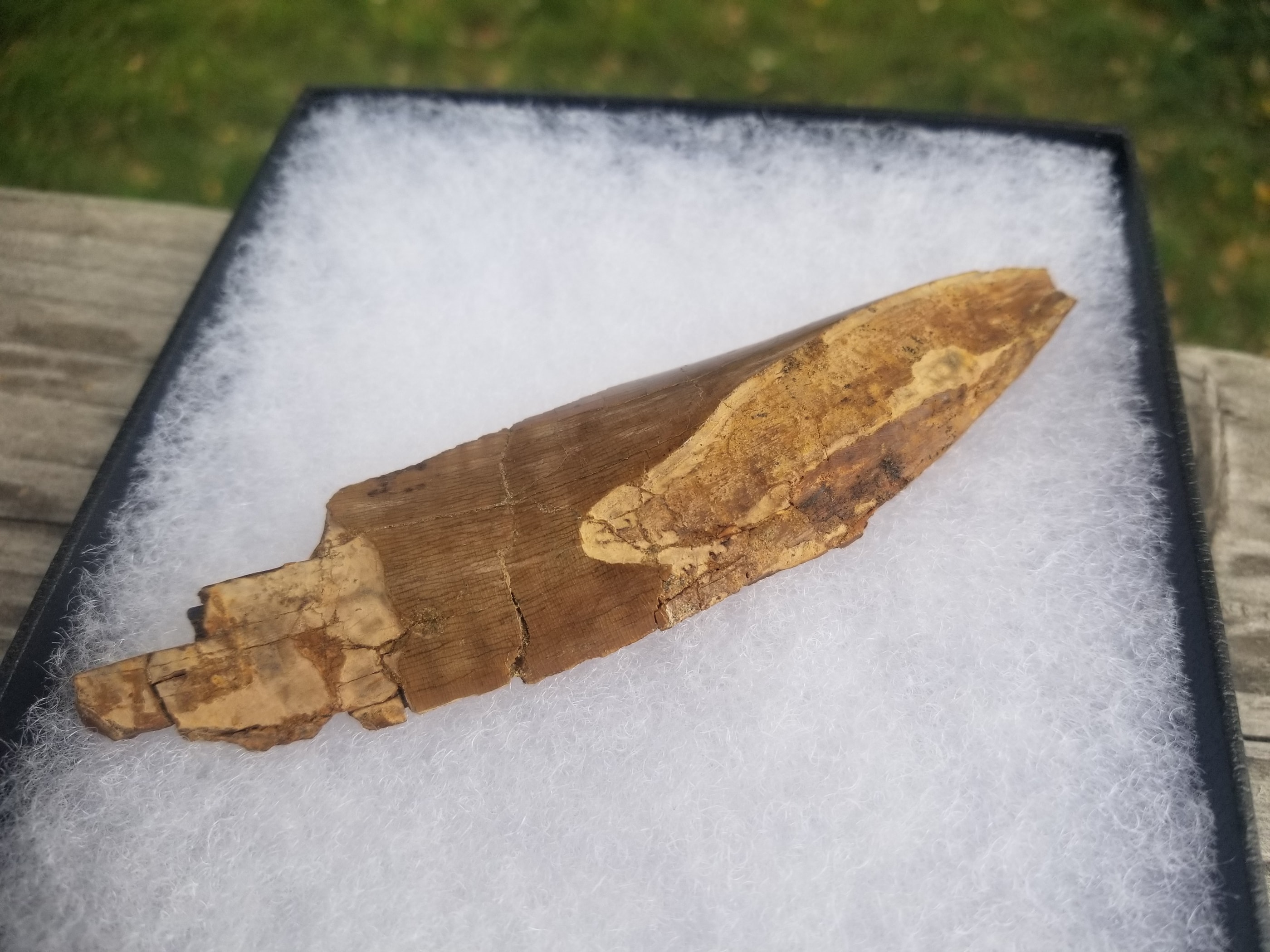 Huge 5" Tyrannosaurus Rex T-Rex Tooth Shard Fossil Specimen Hell Creek, MT