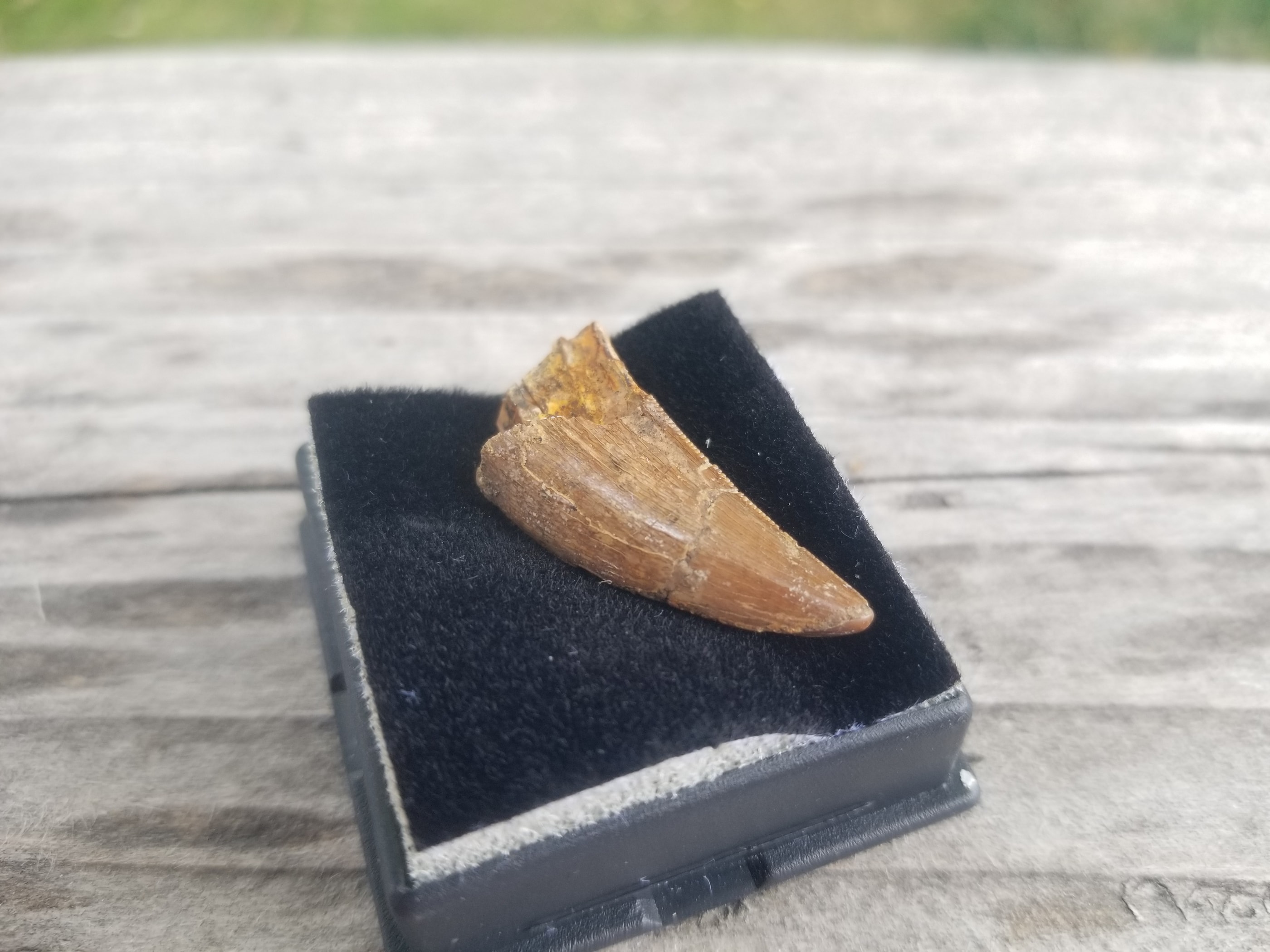 Nice 2" Tyrannosaurus Rex T-Rex Tooth Fossil Specimen Hell Creek, MT