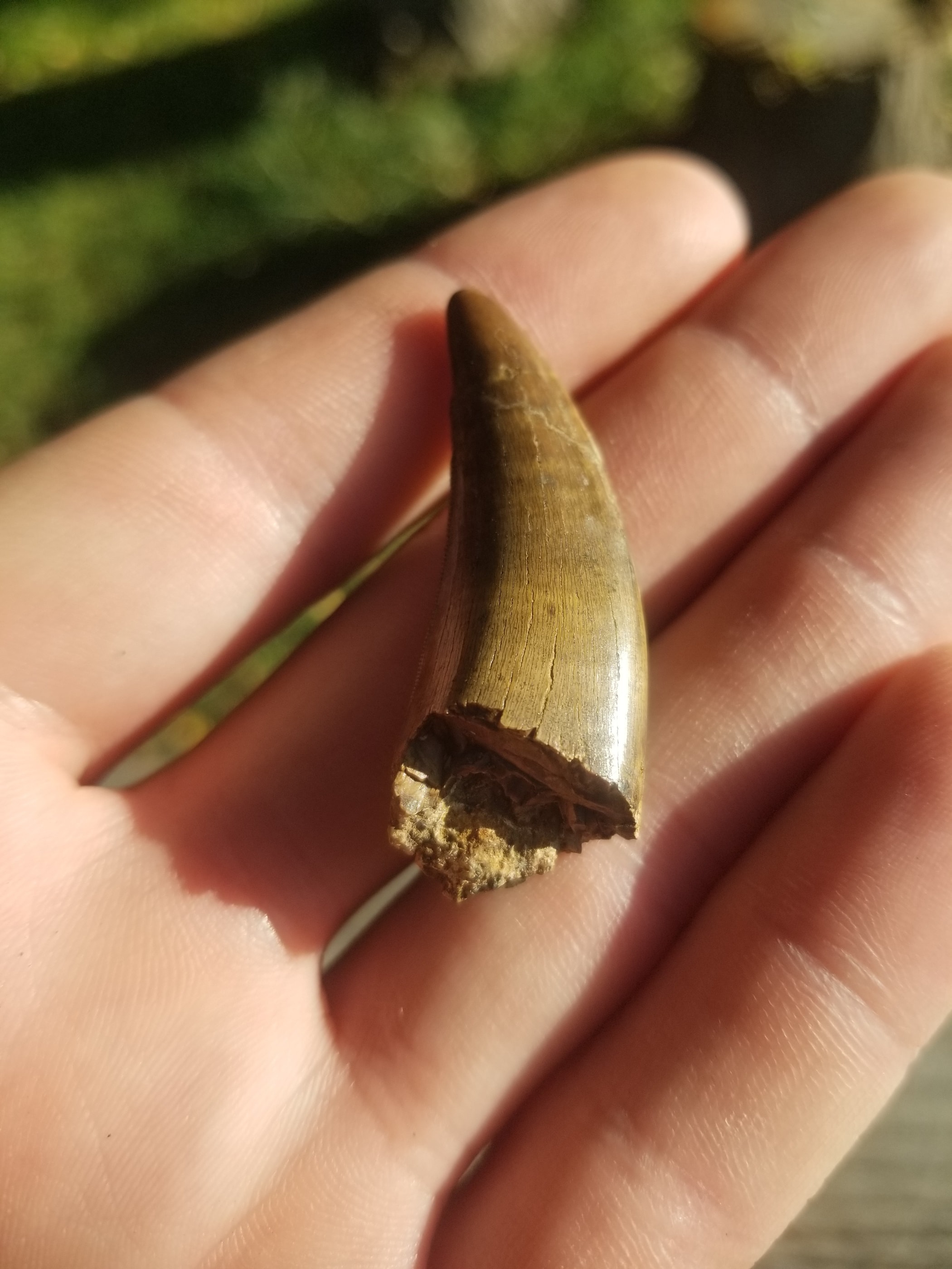 Nice 2" Tyrannosaurus Rex T-Rex Tooth Fossil Specimen Hell Creek, MT
