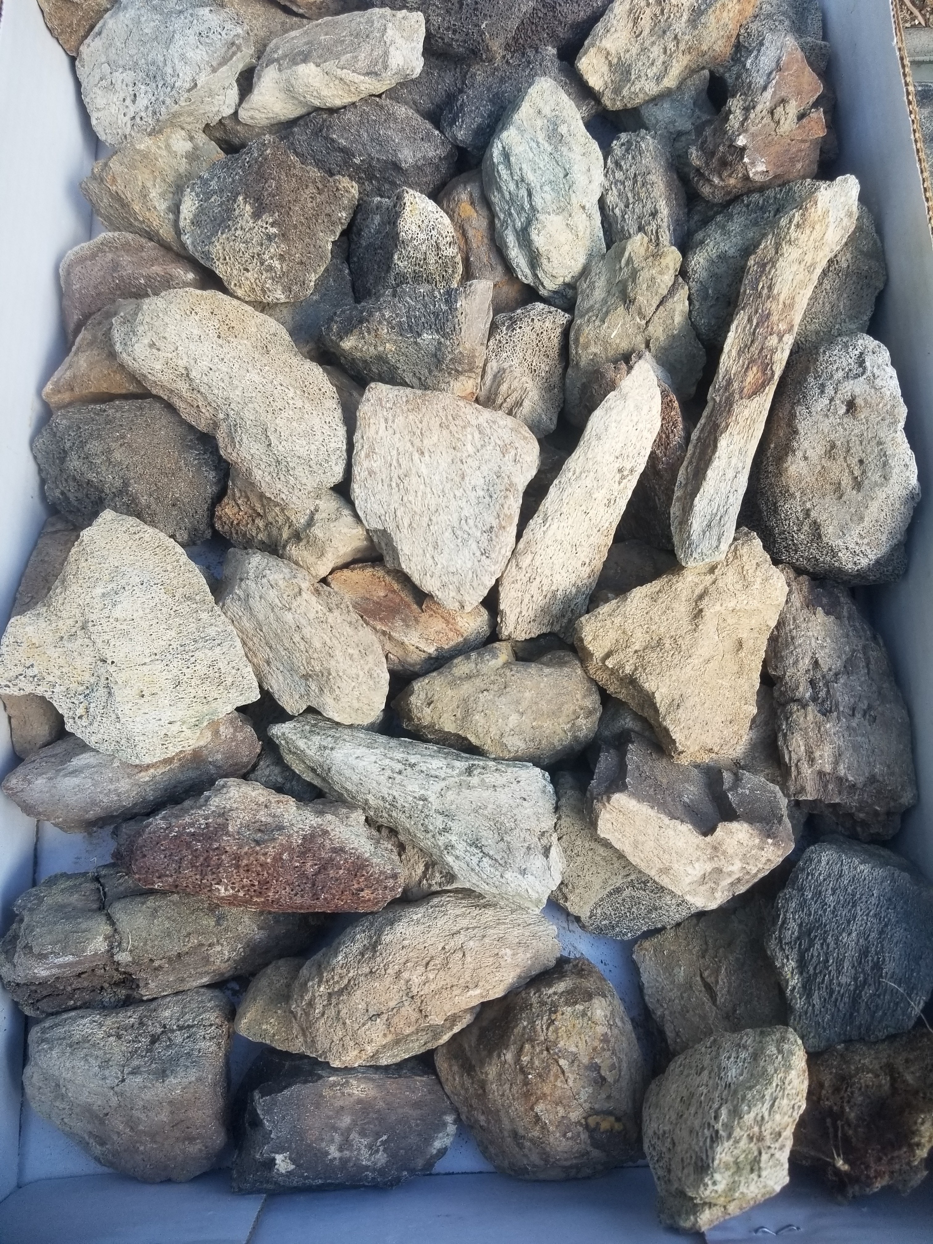 Nice 58 Piece 14.5Lb Triceratops Fossil Specimen Wholesale Flat Lot Cretaceous Hell Creek, MT