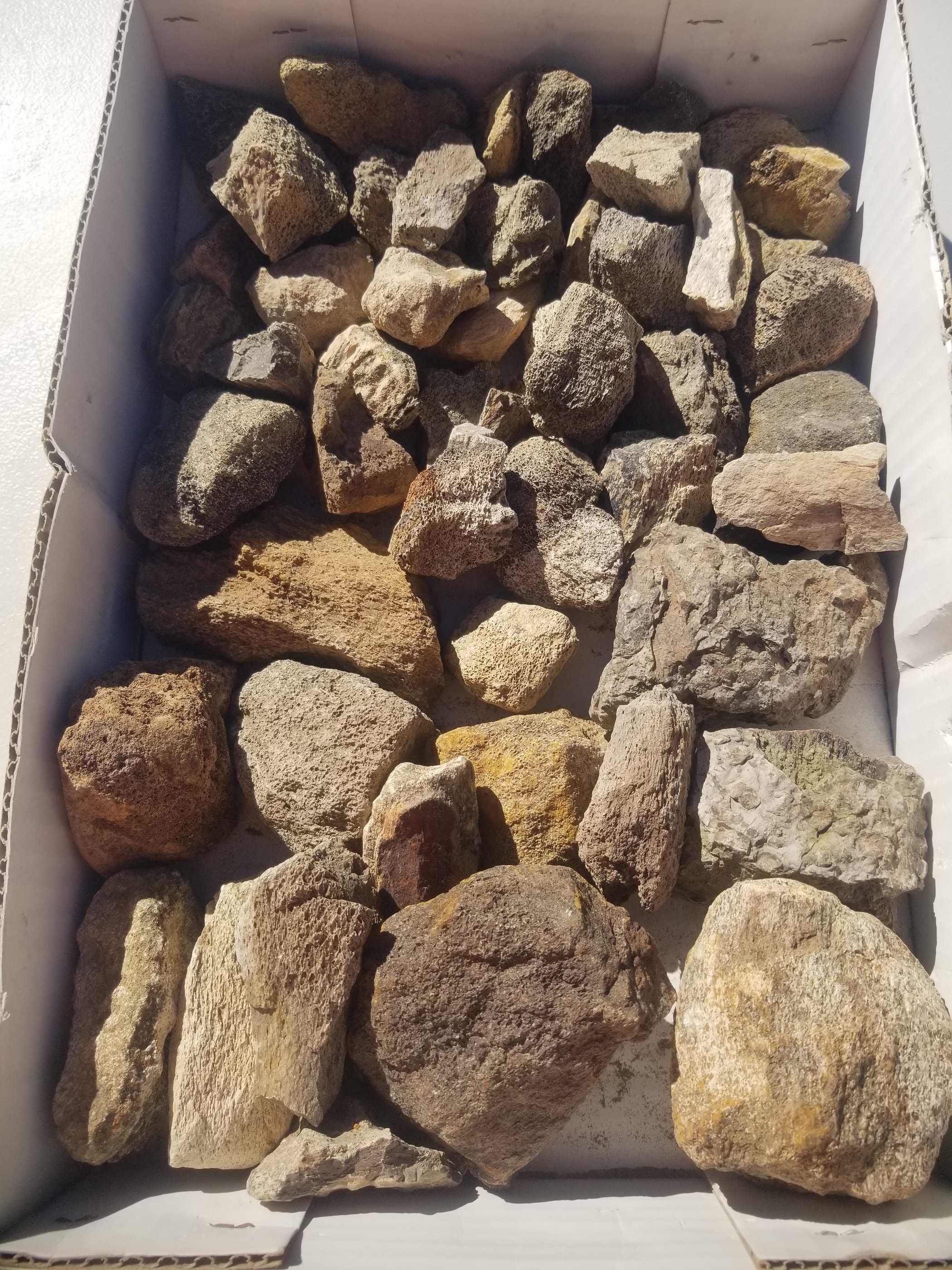 Nice 50 Piece 11.4Lb Triceratops Fossil Specimen Wholesale Flat Lot Cretaceous Hell Creek, MT