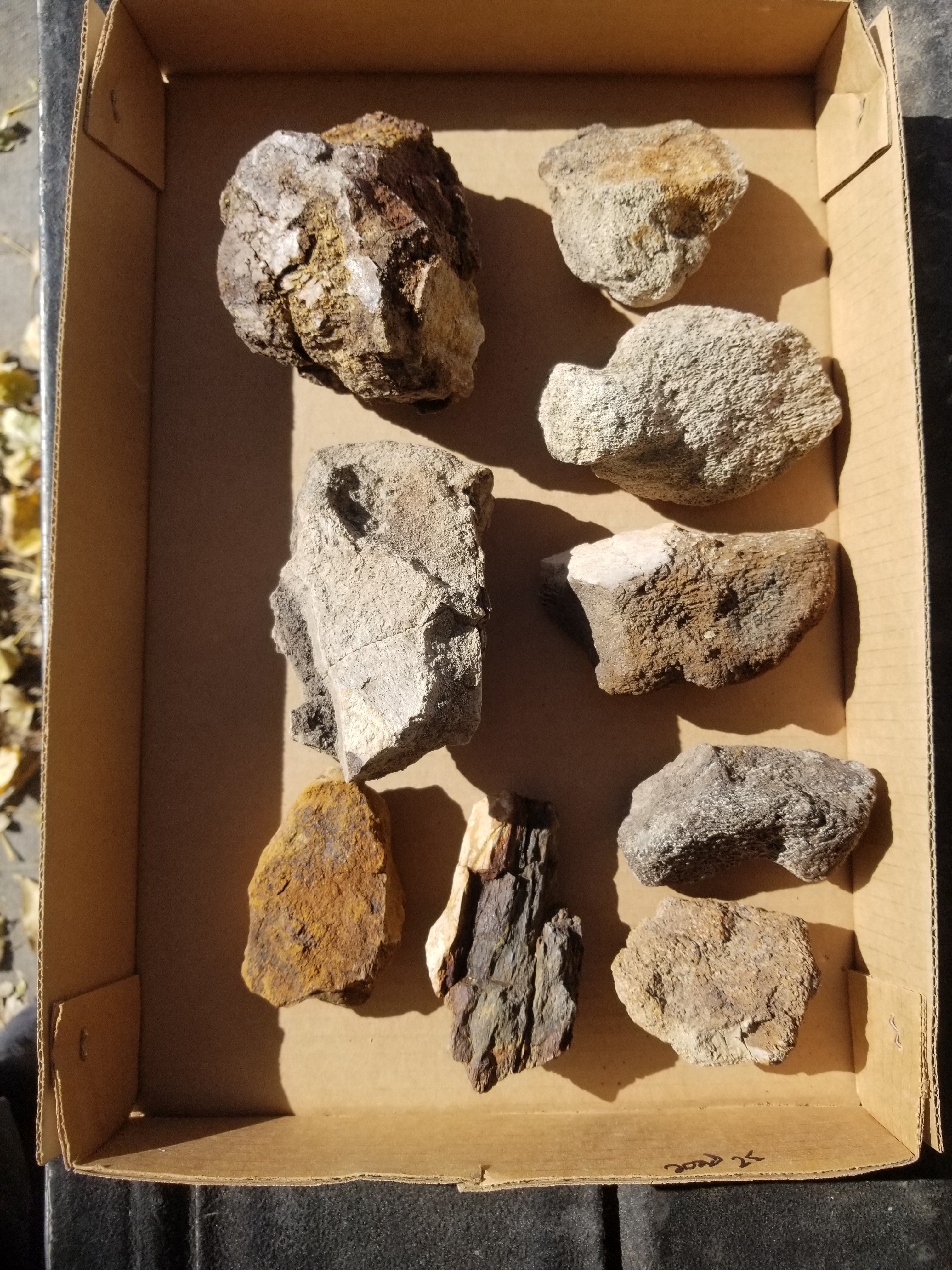 Nice Large 9 Piece 5+Lb Triceratops Fossil Specimen Wholesale Flat Lot Cretaceous Hell Creek, MT