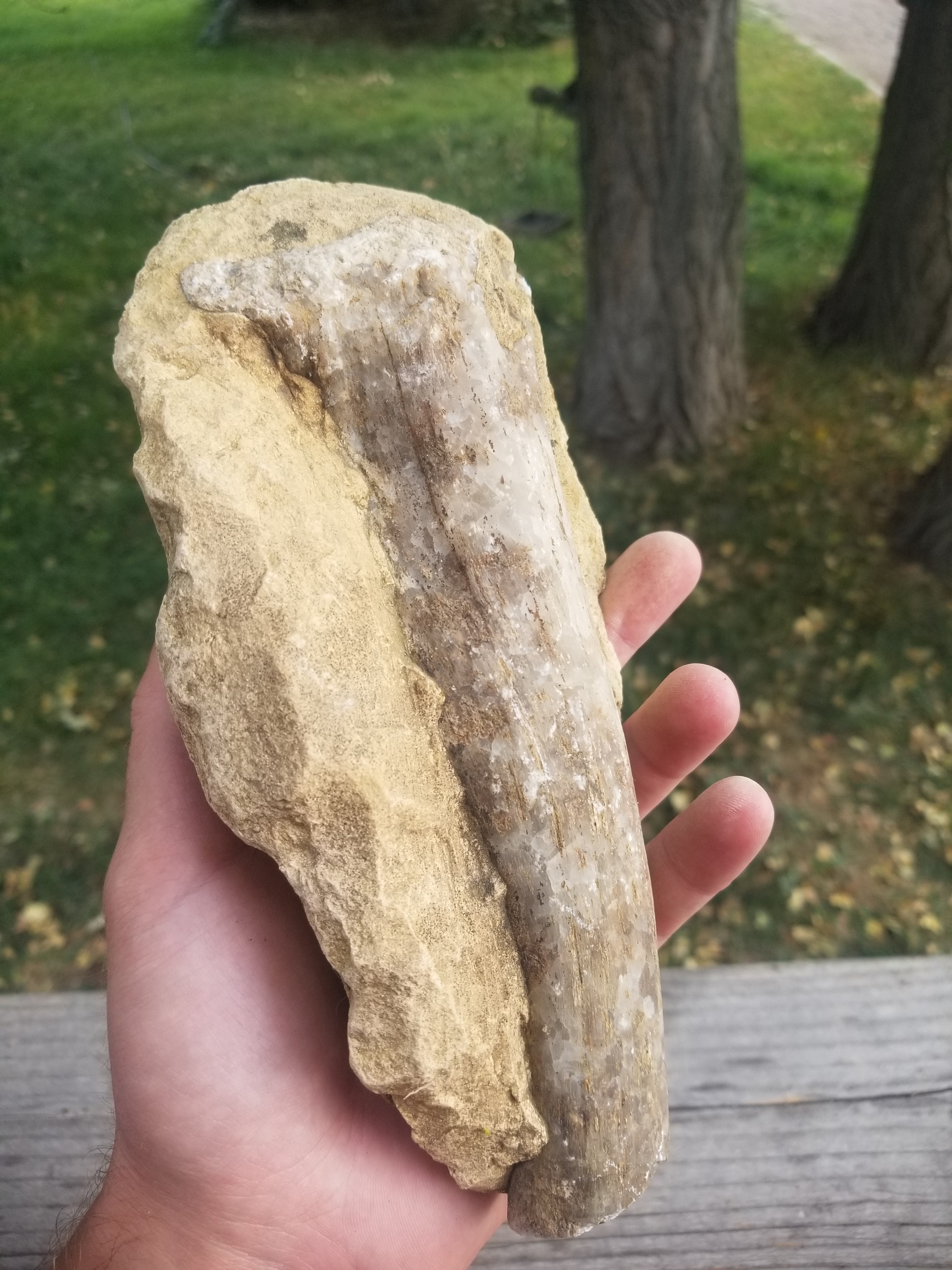 Nice 7" Petrified Wood Limb Cast In Situ Natural Formation 3+Lb