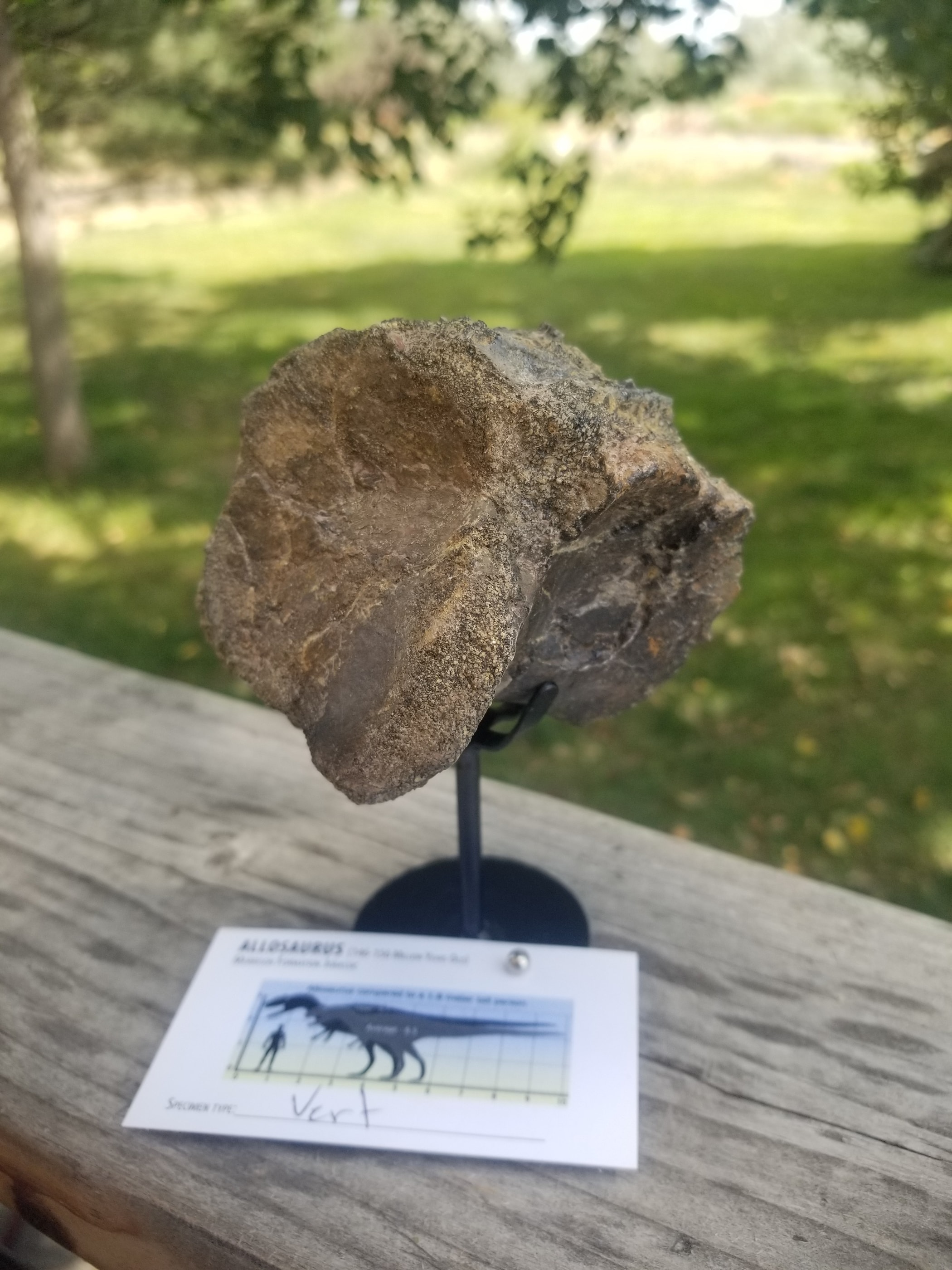 Nice Allosaurus Caudal Vert Section Fossil Specimen Partially Agatized Jurassic Morrison CO