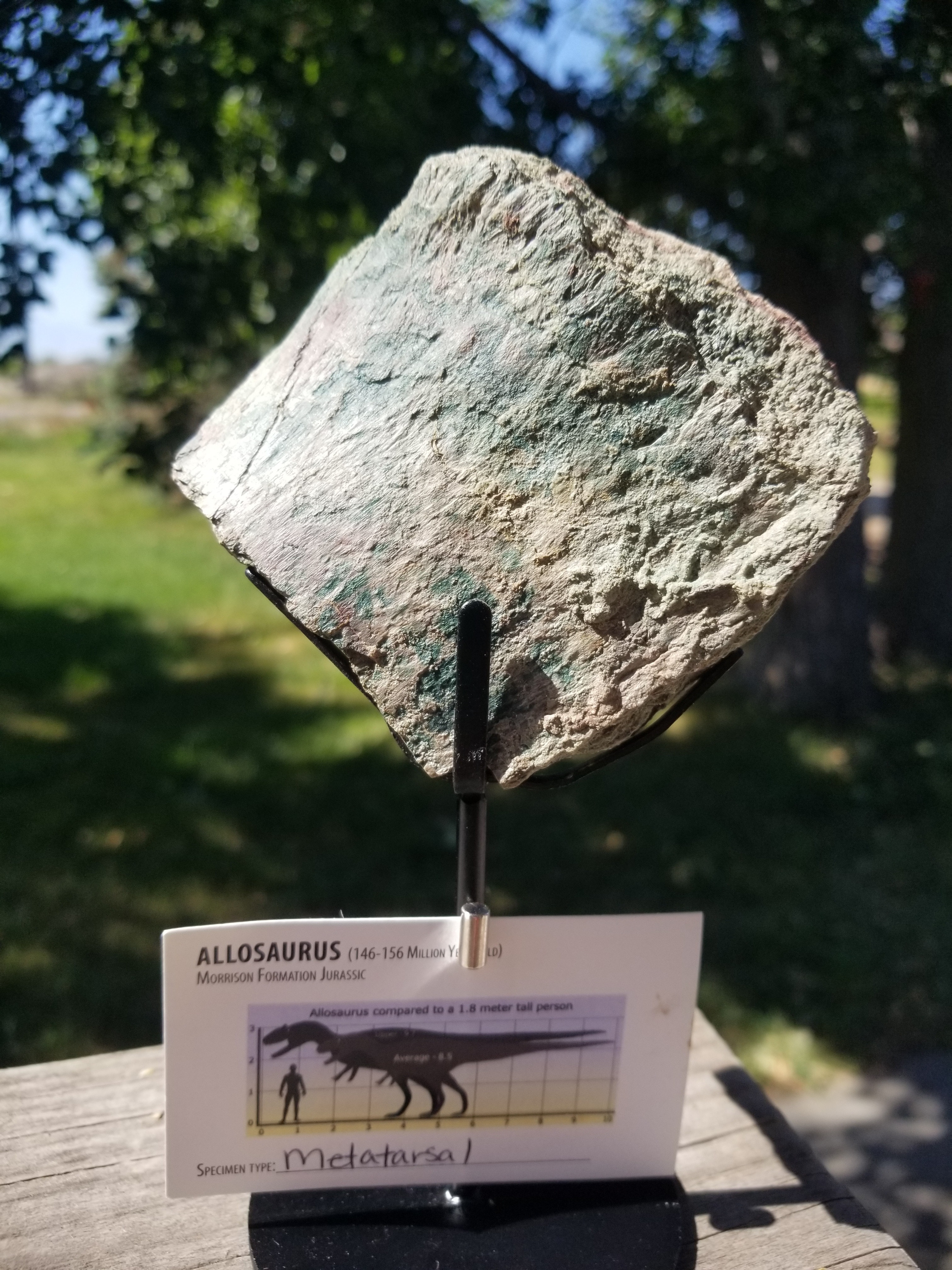 Nice Allosaurus Metatarsal Section Fossil Specimen Jurassic Morrison CO - Stand Included