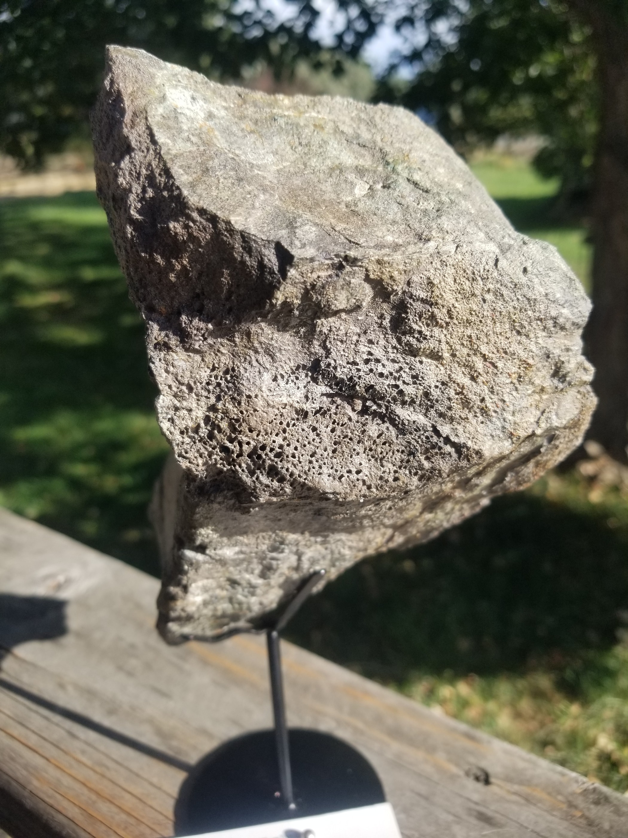 Nice Apatosaurus (The Deceptive Lizard) Tail Vert section Fossil Dinosaur Specimen Jurassic Morrison Form Display