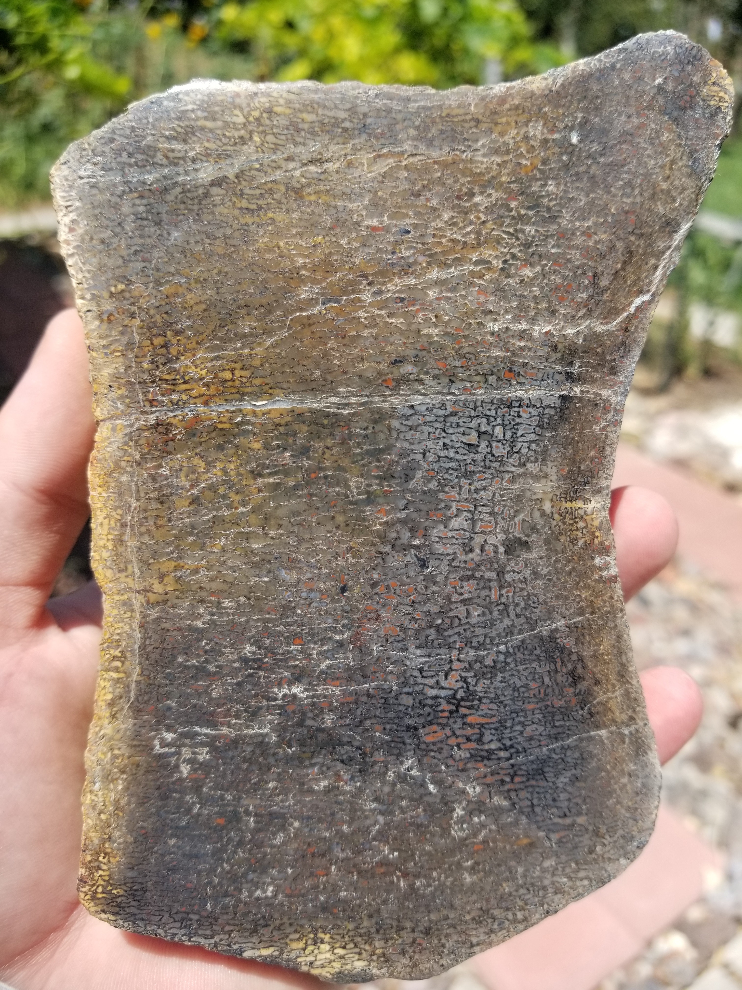 Nice Camarasaur Vert Section Polished Rainbow Cell Agatized Jurassic Dinosaur Gem Bone Specimem 855g