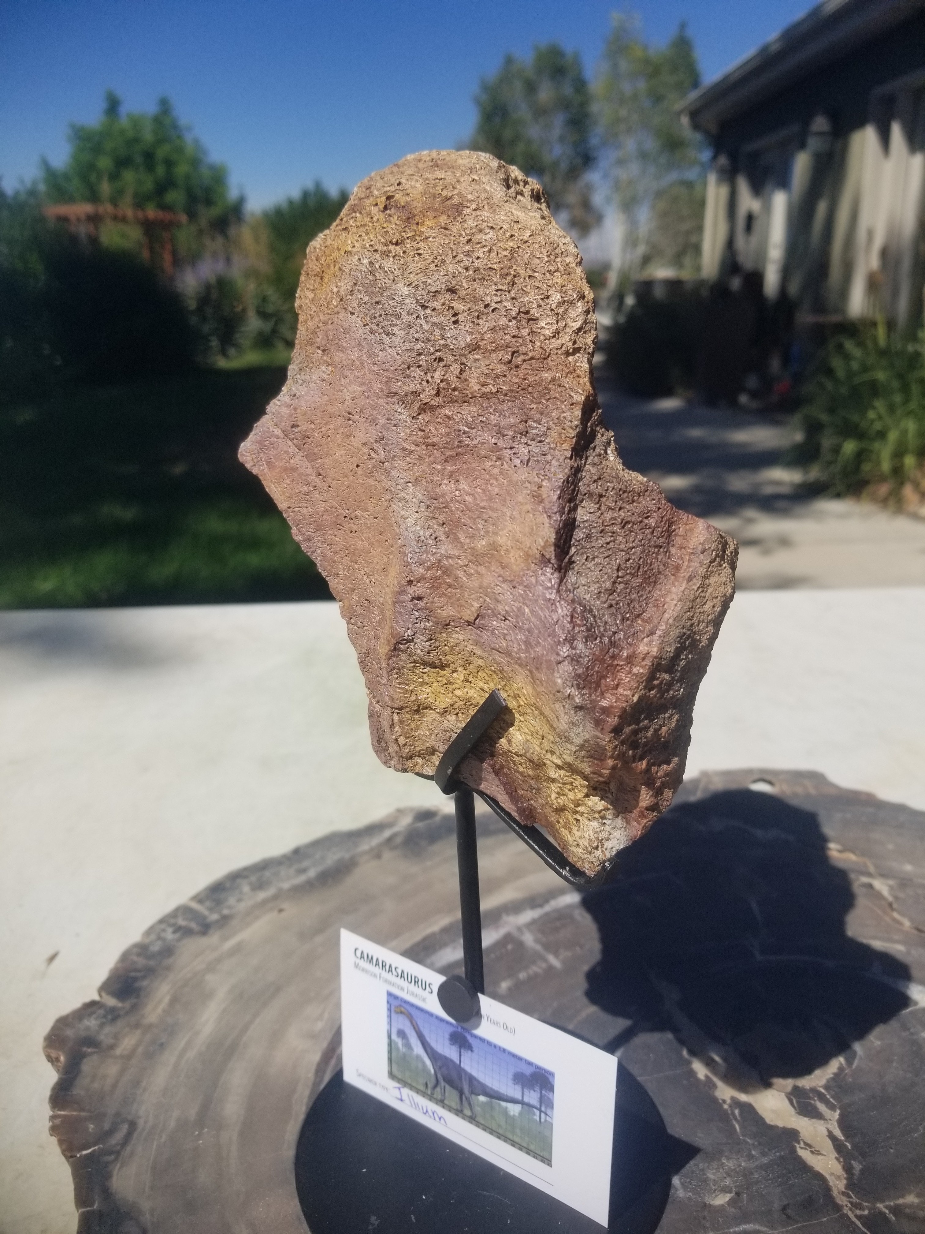 Nice Camarasaurus Illium Section Fossil Dinosaur Specimen Jurassic Morrison Form Display