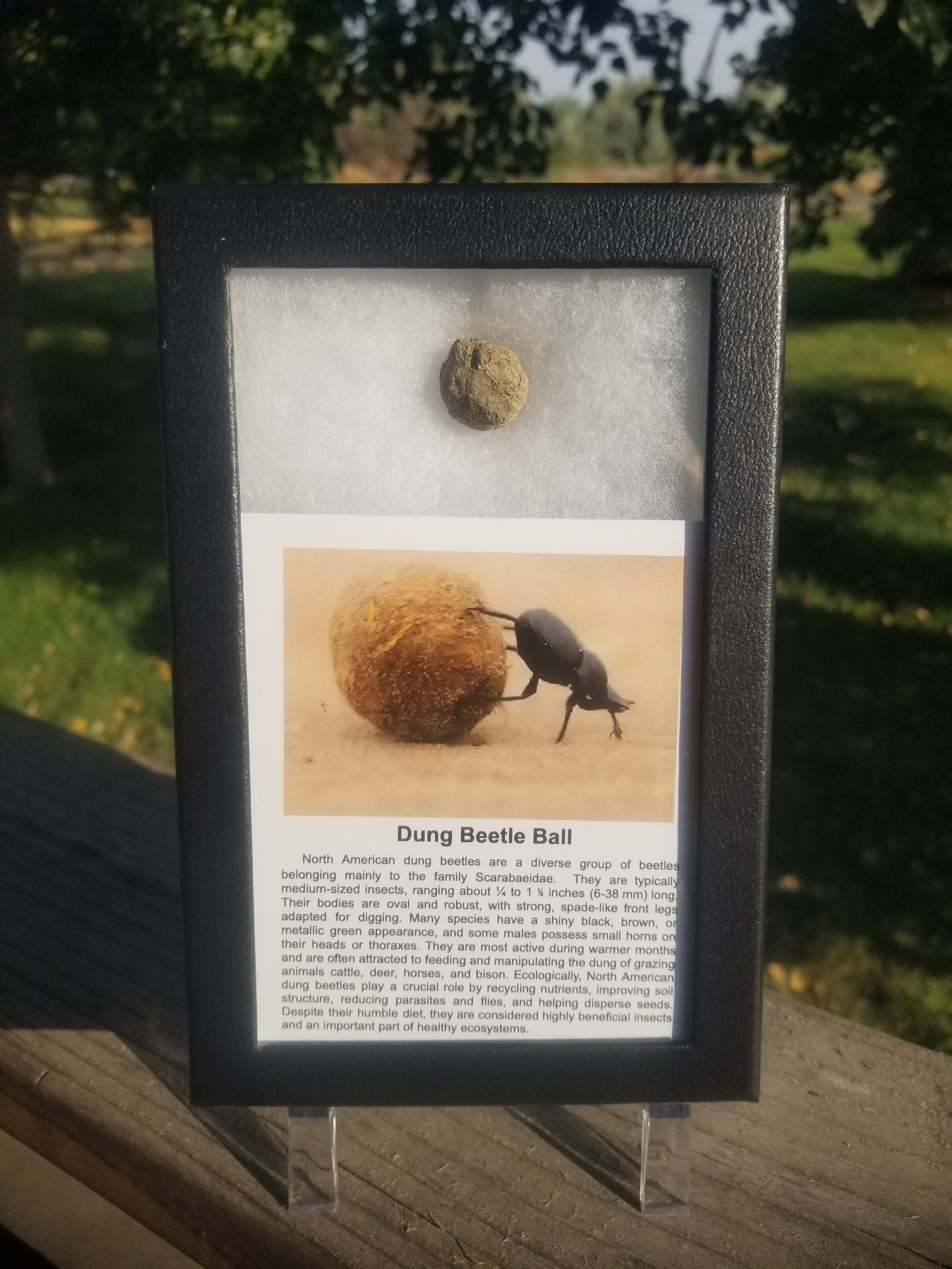 Nice Collectible & Educational Dung Beetle Ball Specimen In Display Case
