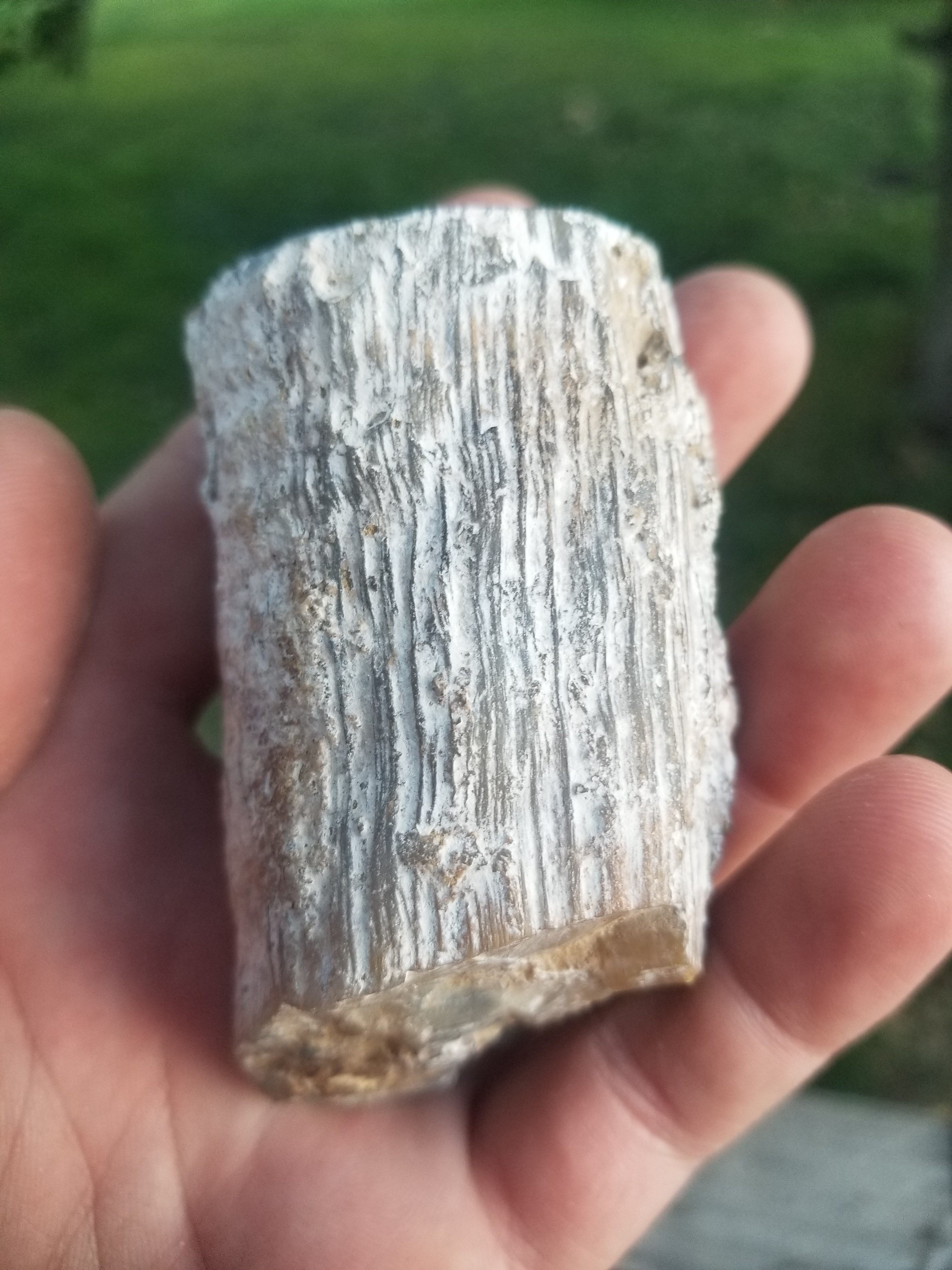 Nice Crooked River Polished Agatized Limb Cast Petrified Wood Round Stick Specimen