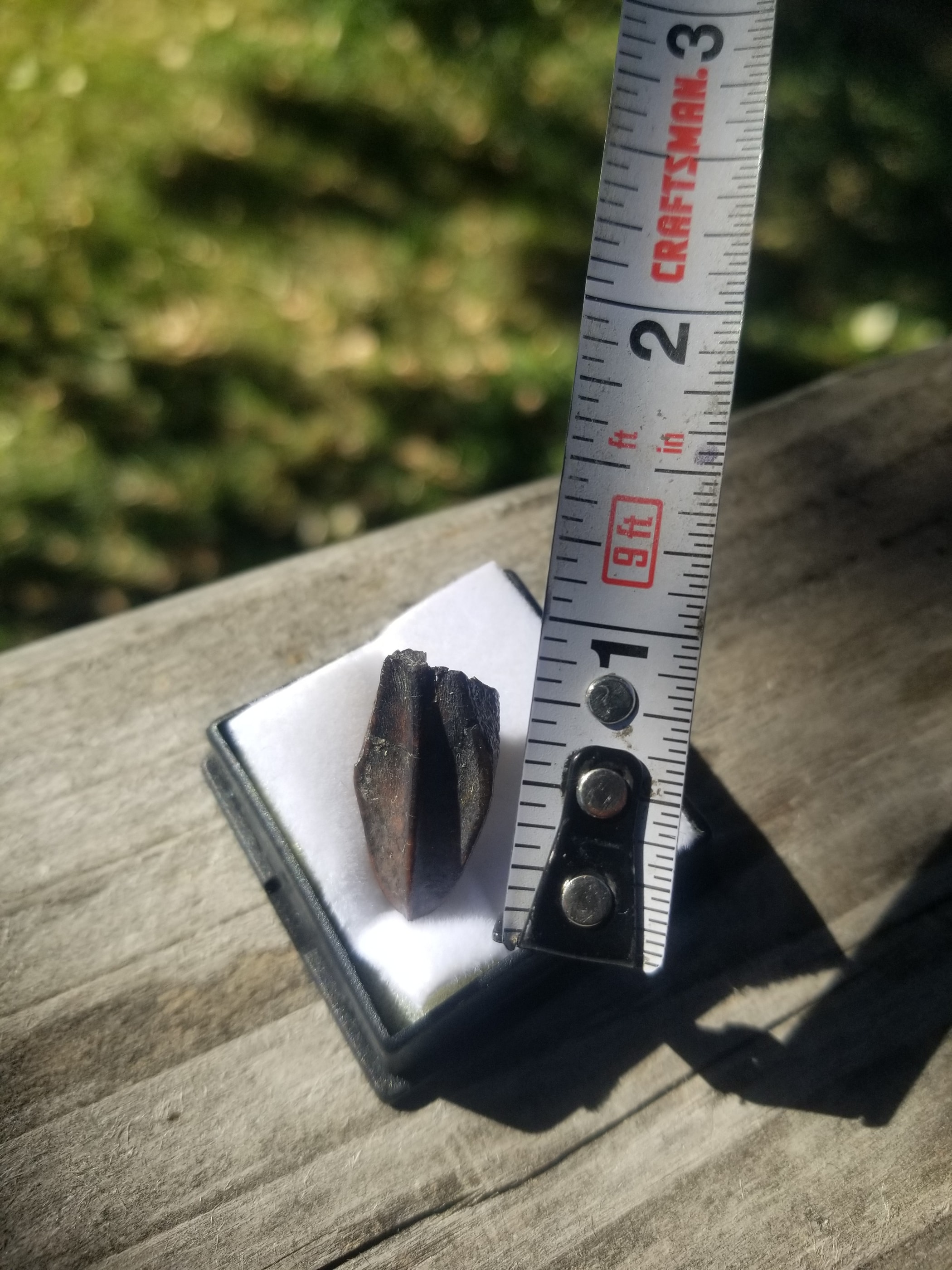 Nice Edmontosaurus Tooth Fossil Specimen Hell Creek, MT