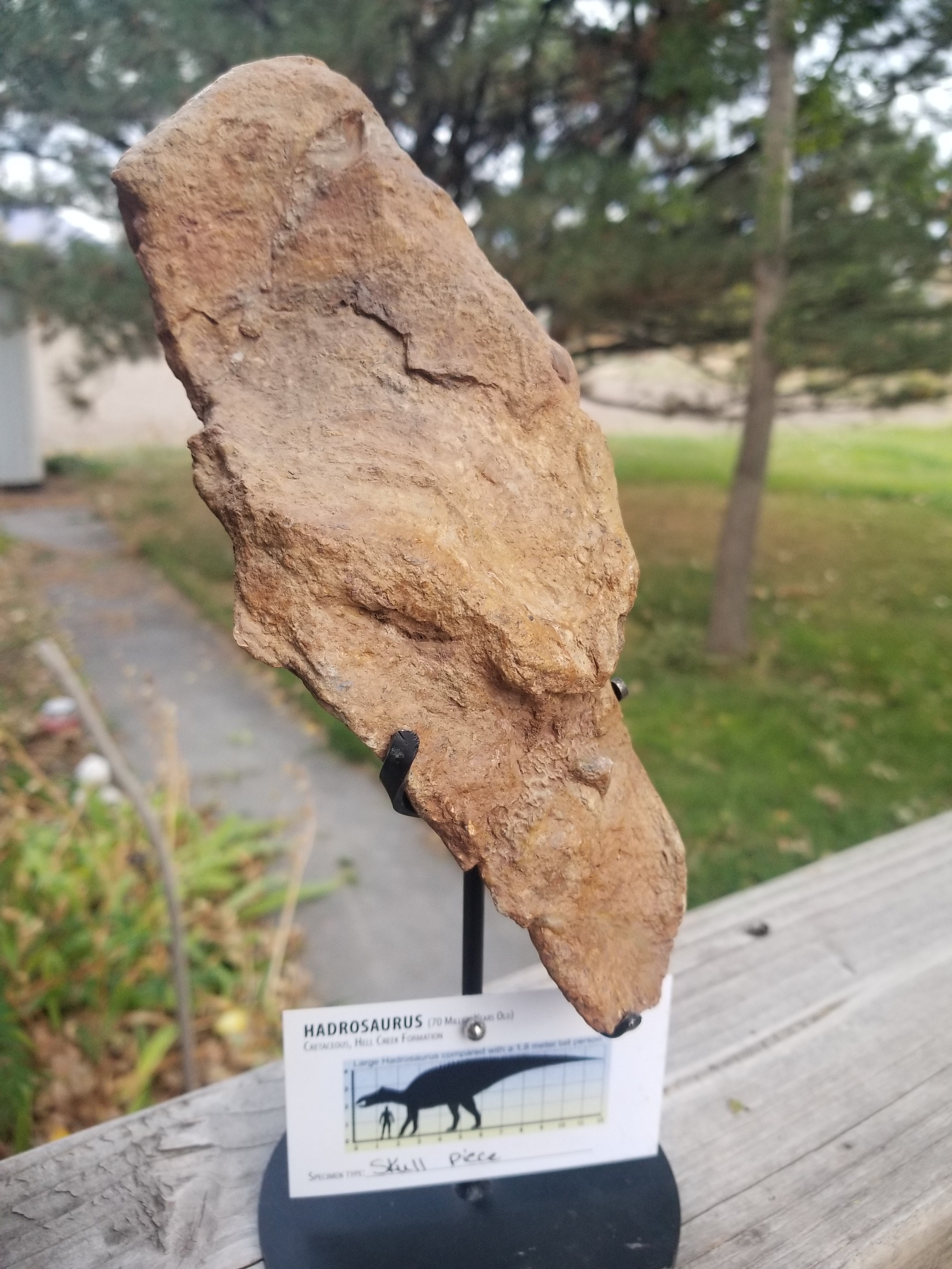 Nice Hadrosaurus Skull Section Fossil Specimen Cretaceous Hell Crk MT Recent Dig