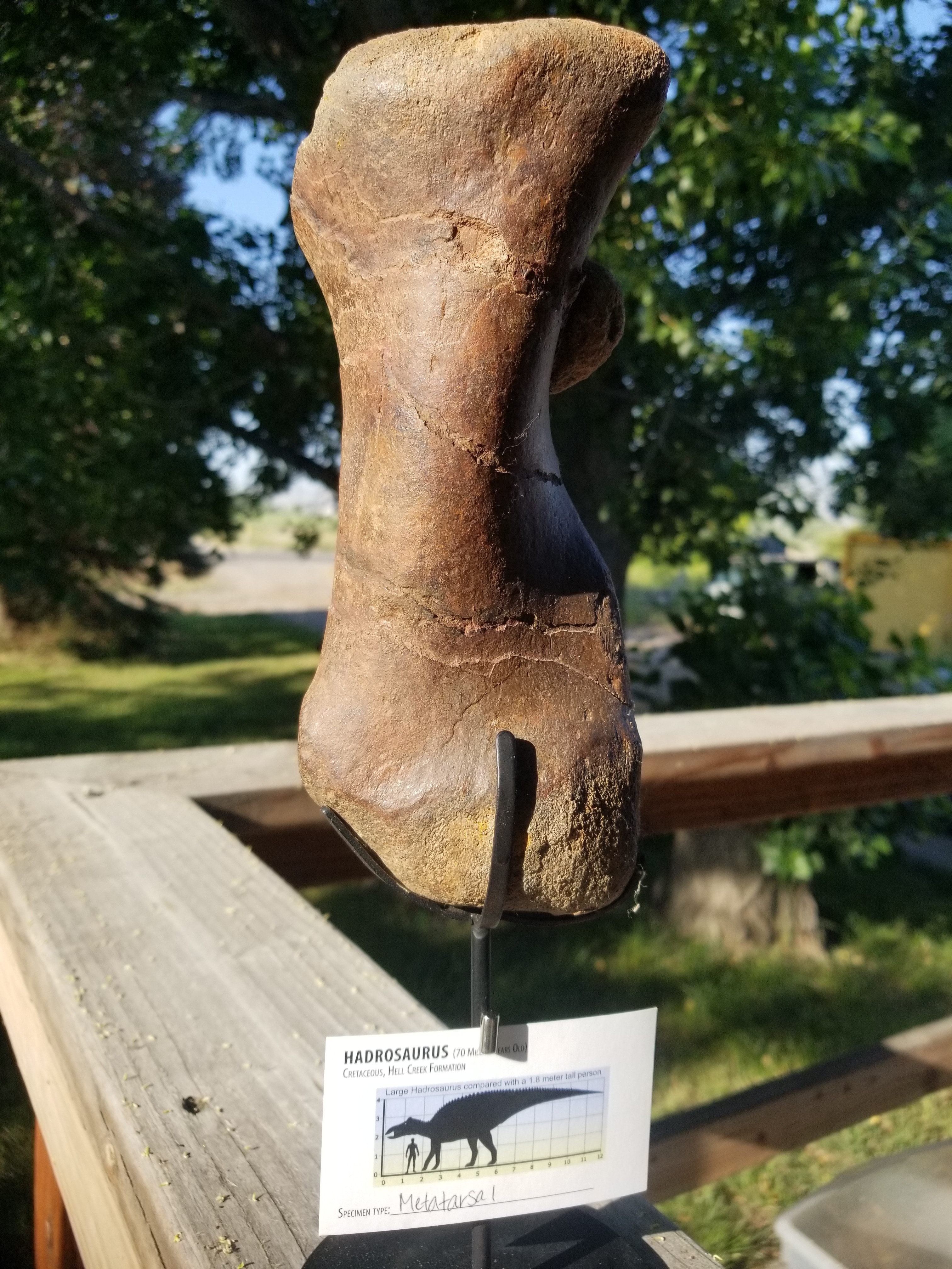Incredible Hadrosaurus Metatarsal Fossil Specimen Cretaceous Hell Crk MT Recent Dig