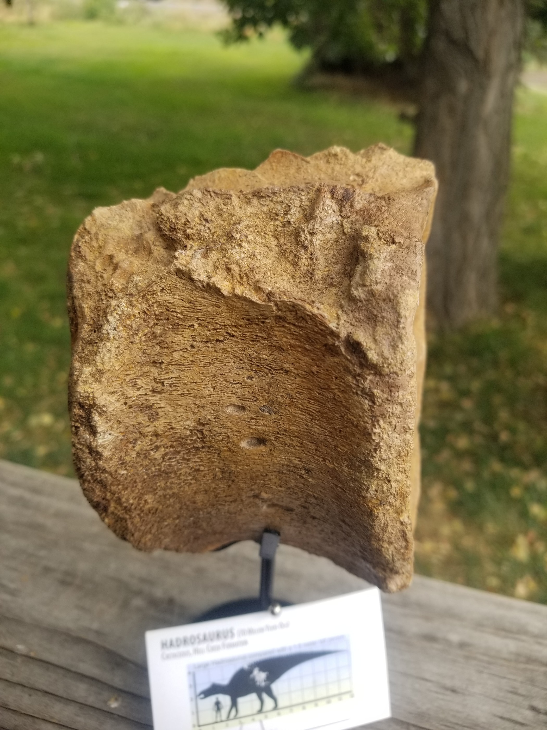 Nice Full Hadrosaurus Vertebrae Centrum Fossil Specimen Cretaceous Hell Crk MT Recent Dig