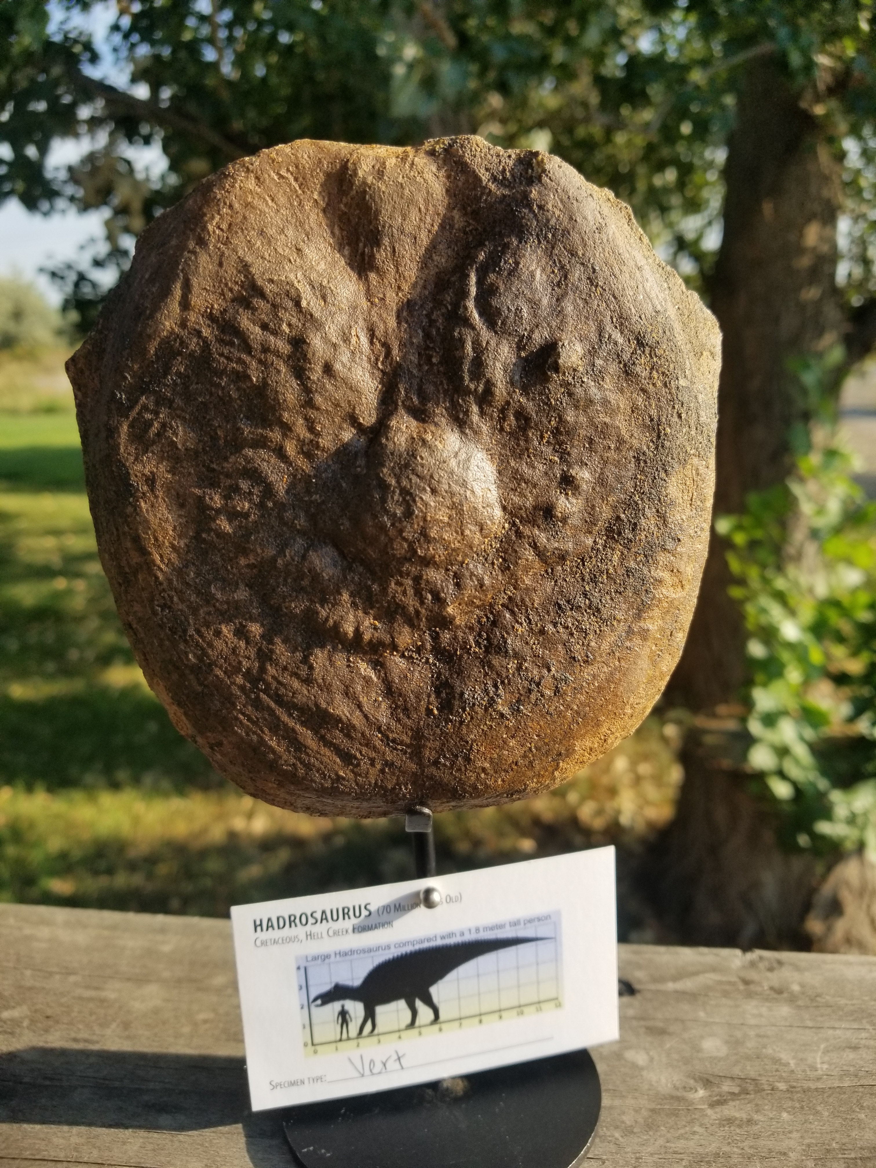 Nice Hadrosaurus Vertebrae Centrum Fossil Specimen Cretaceous Hell Crk MT Recent Dig