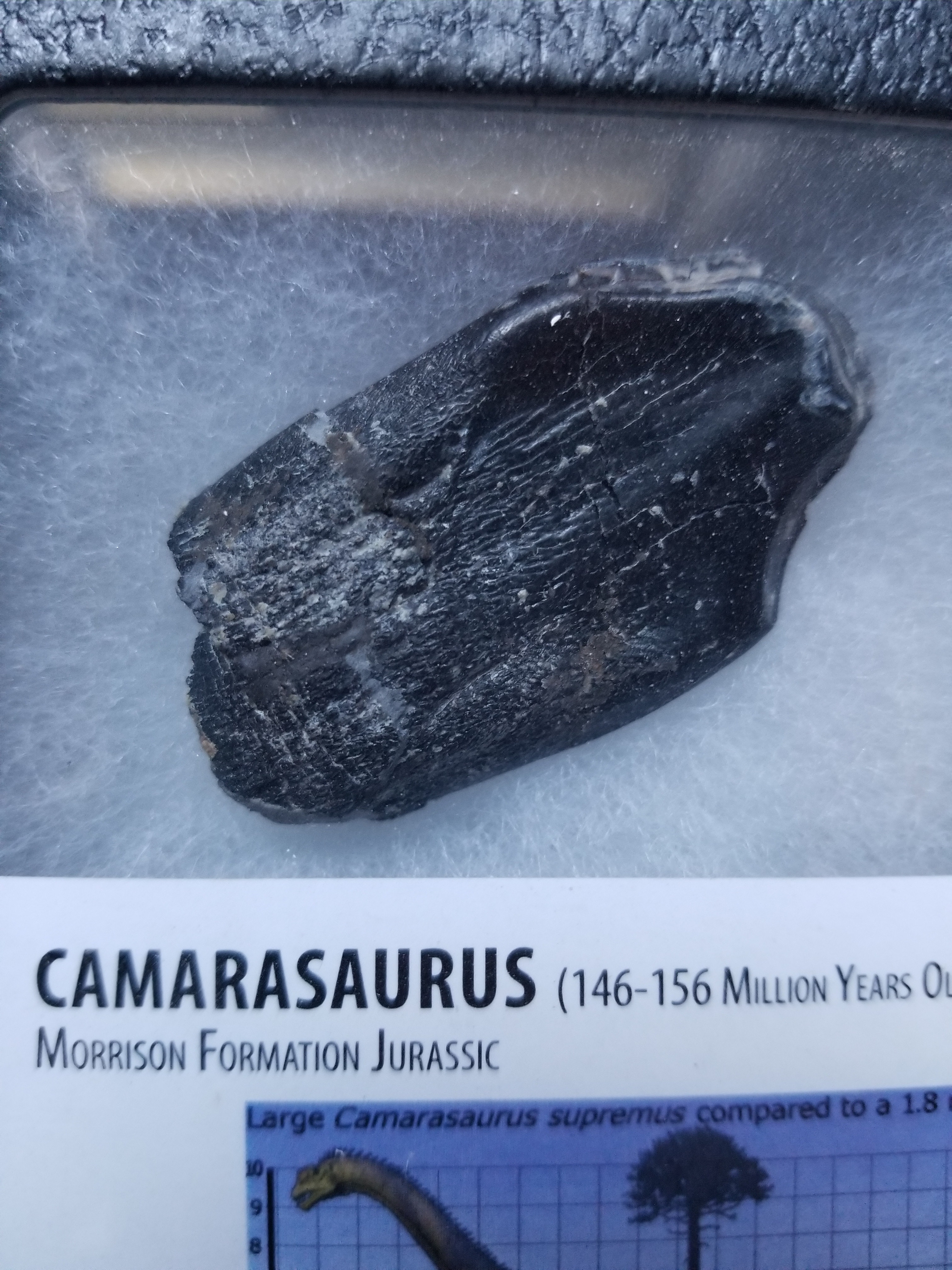 Nice Large Camarasaurus Tooth Fossil 1.75" Specimen Morrison Jurassic, CO