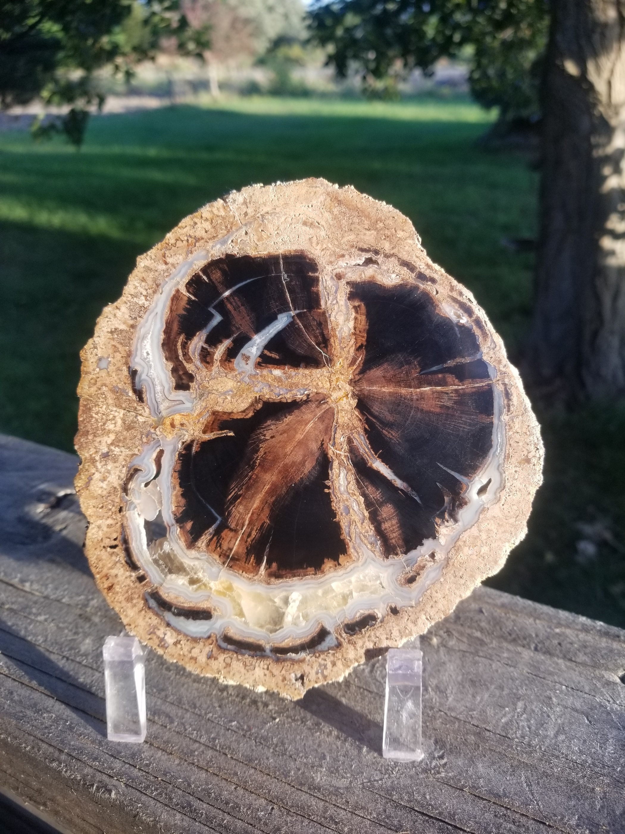 Nice Large Polished Blue Forest Petrified Wood Slab Specimen - Wyoming Agatized Wood Eden Valley